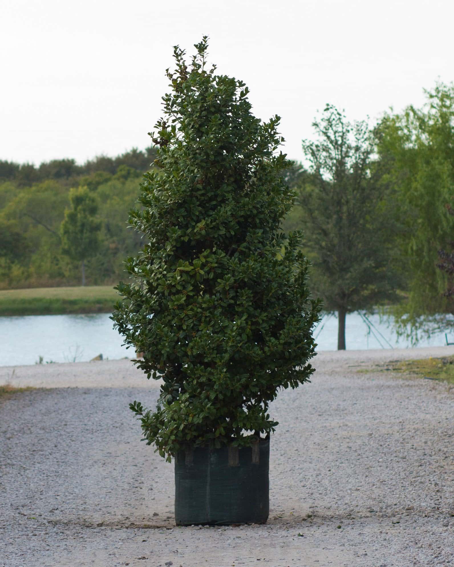 Robin Holly - Main Image