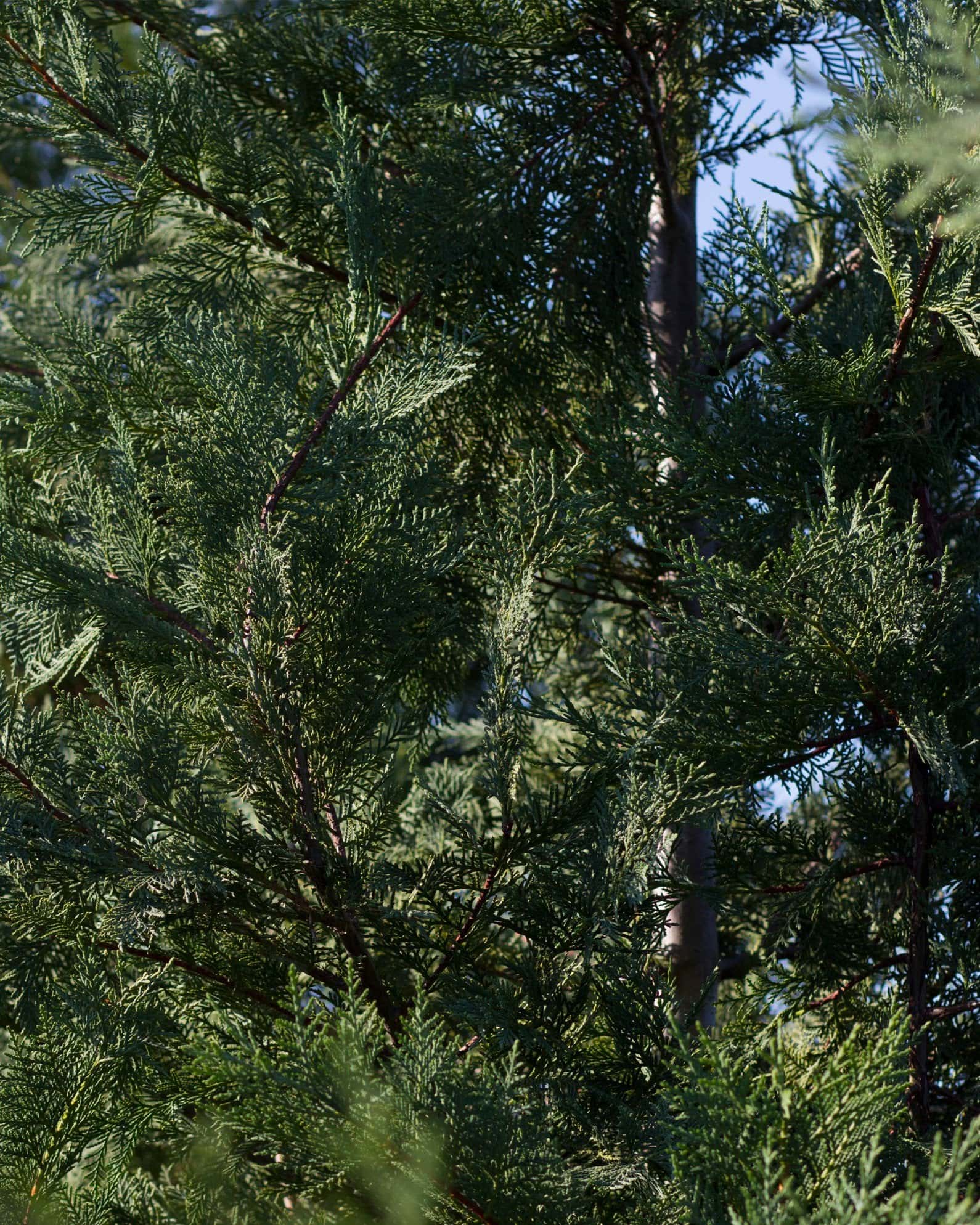 Leyland Cypress Murray - Image 7