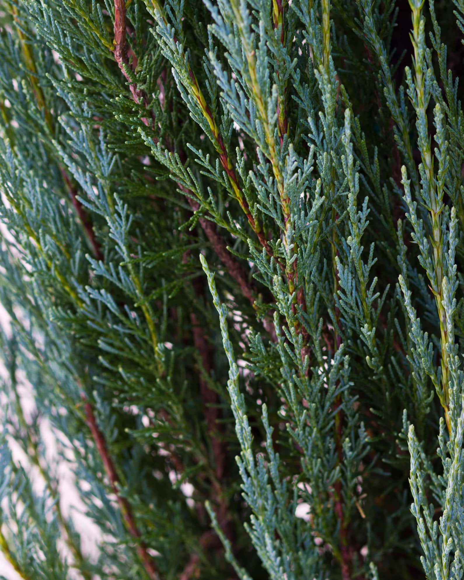 Skyrocket Juniper - Image 5