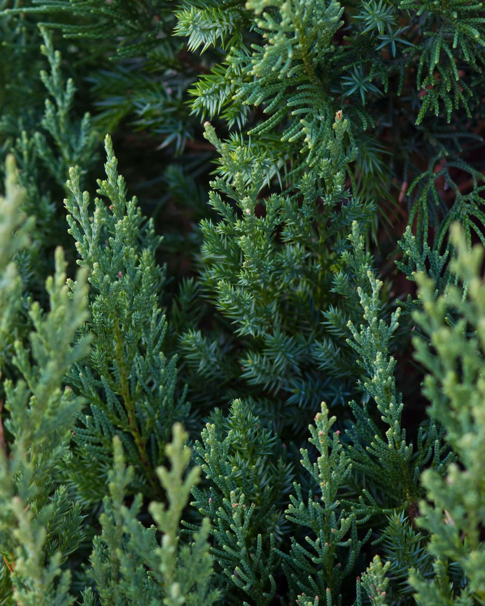 Blue Point Juniper - Image 6