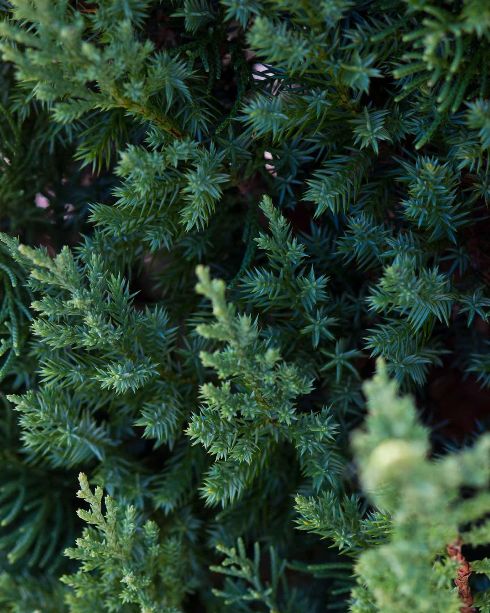 Blue Point Juniper - Image 7