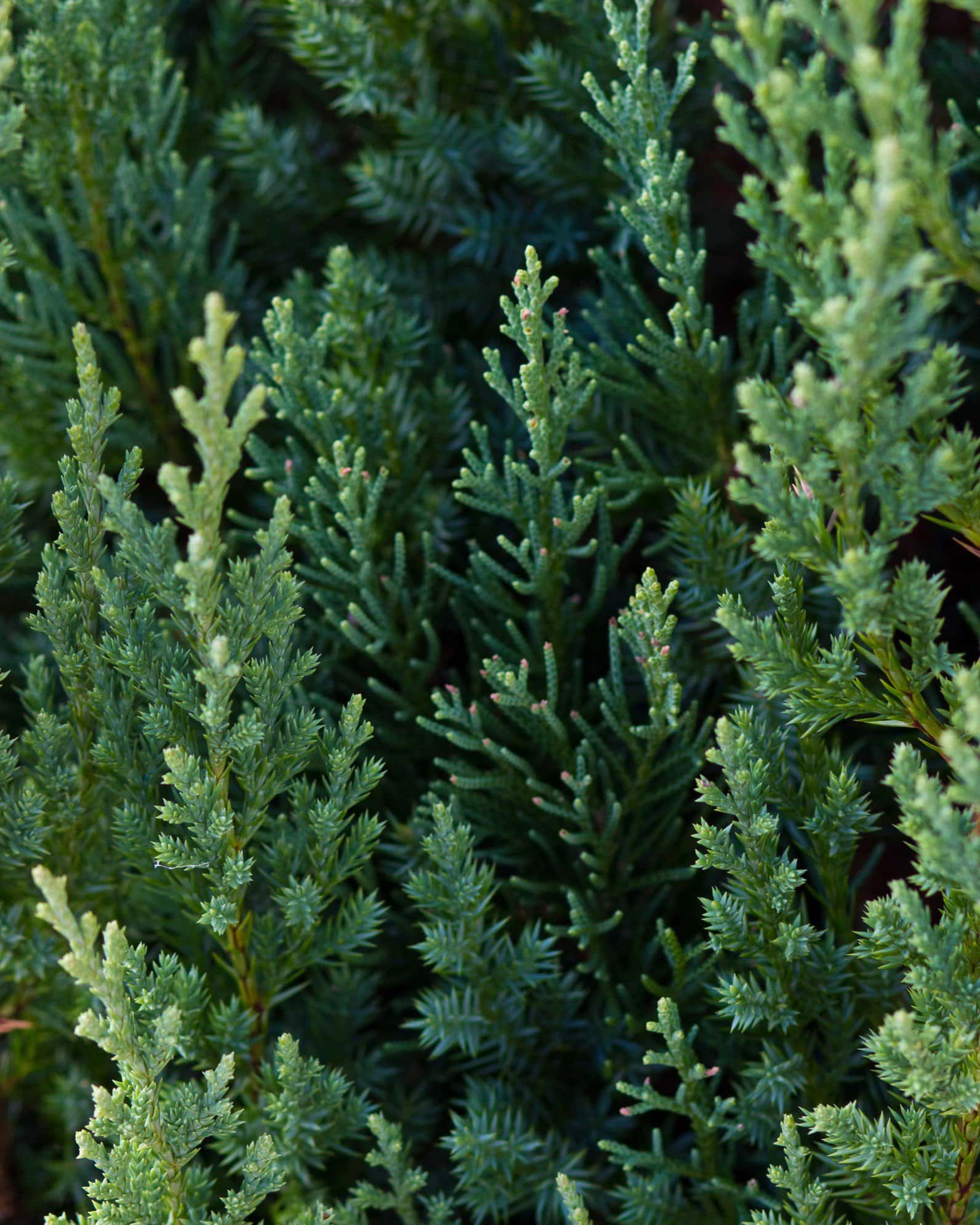 Blue Point Juniper - Image 8