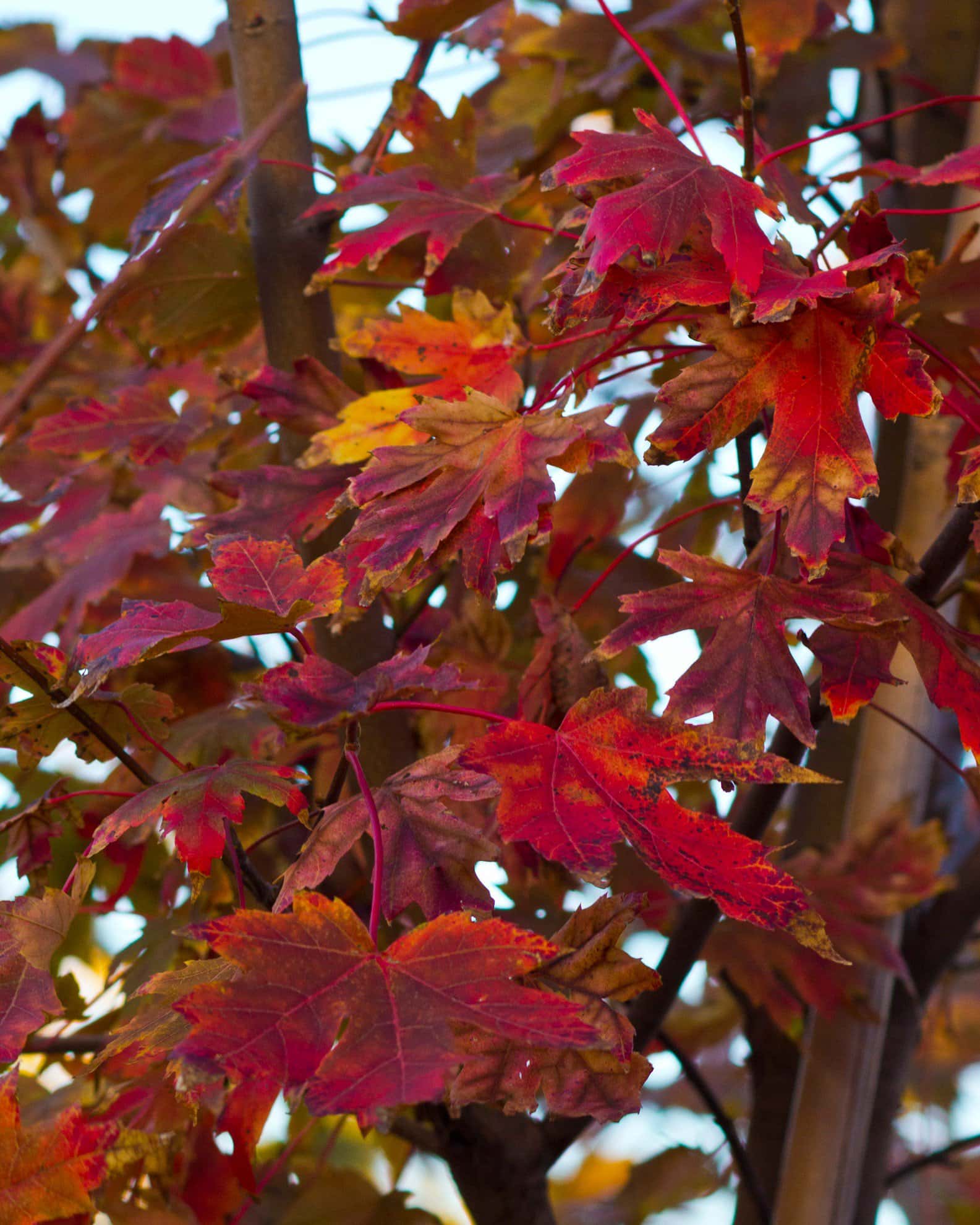 Autumn Blaze Maple - Image 6