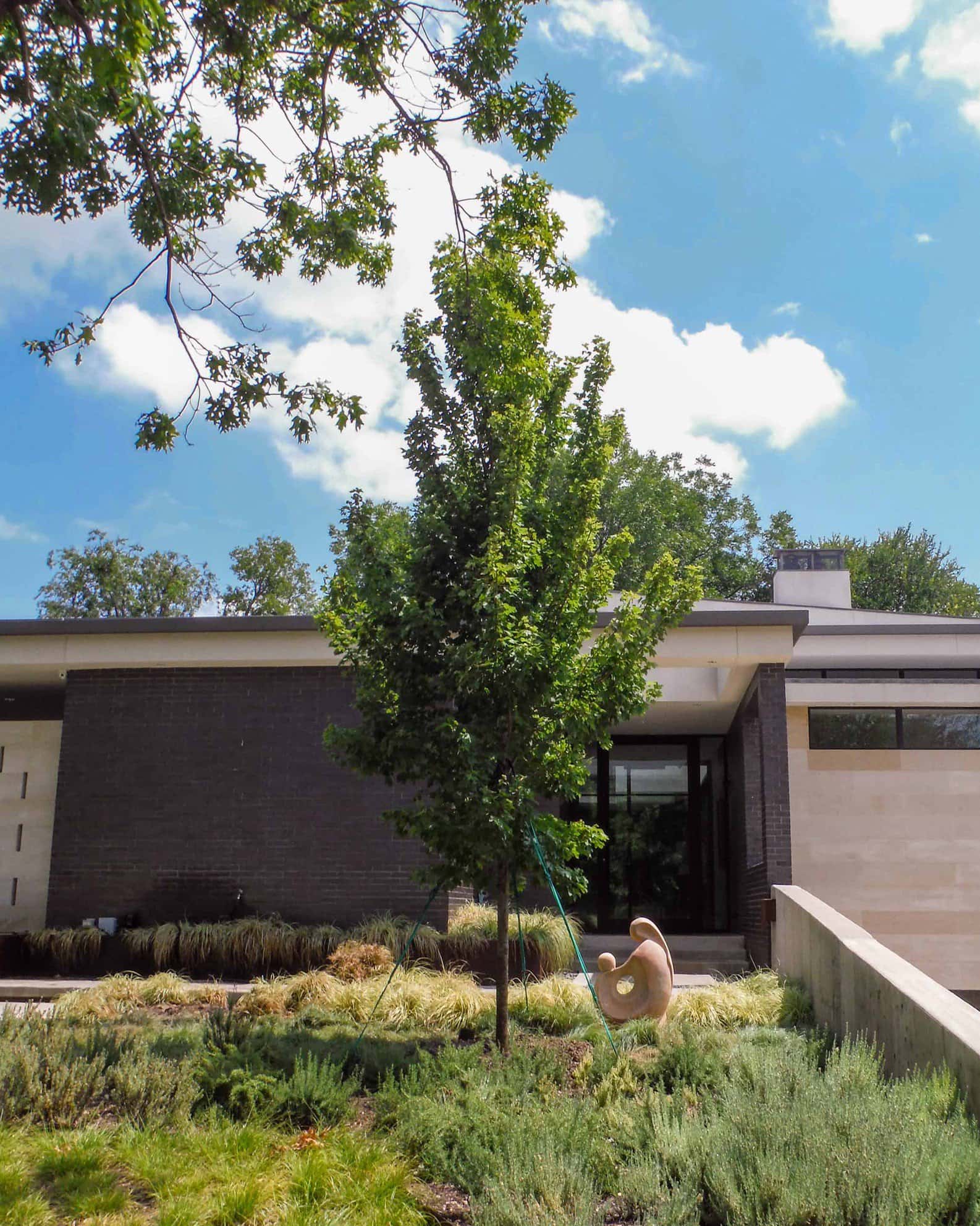 October Glory Maple - Image 5