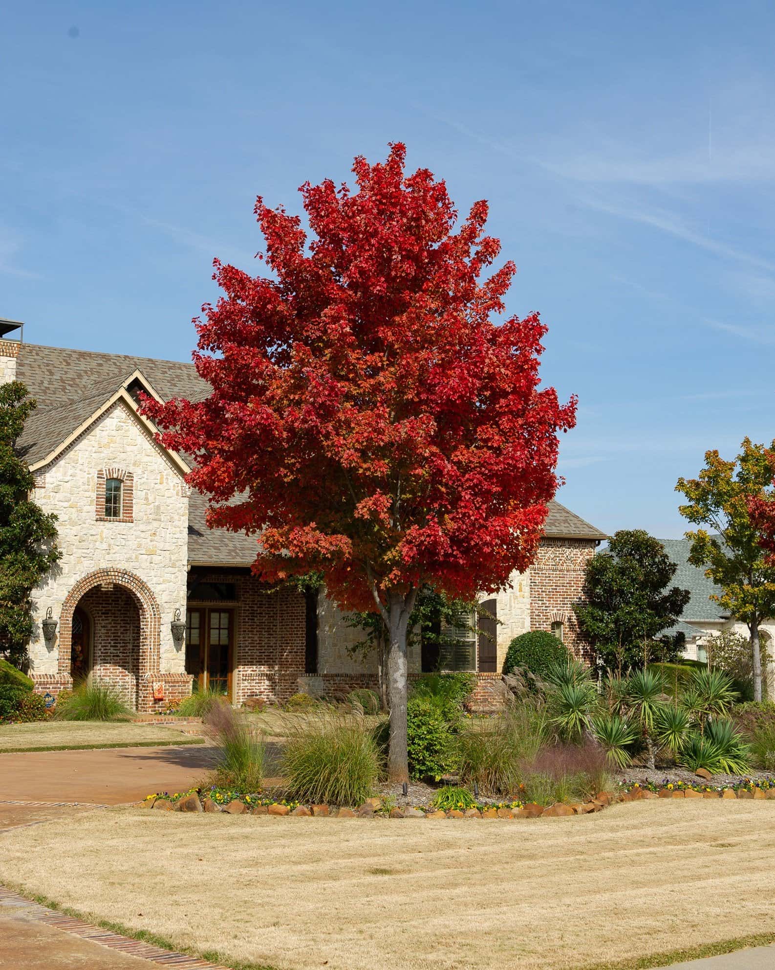 October Glory Maple - Image 6