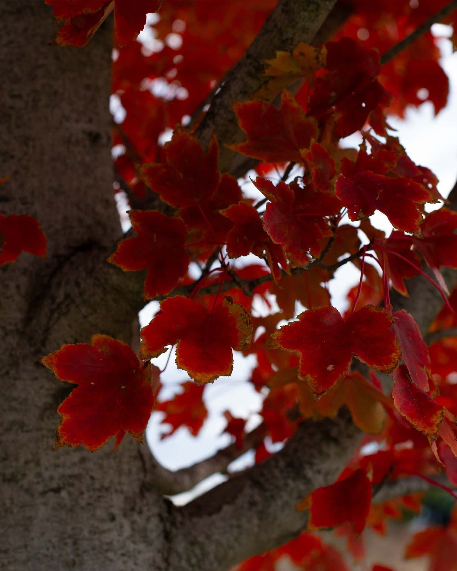 October Glory Maple - Image 7