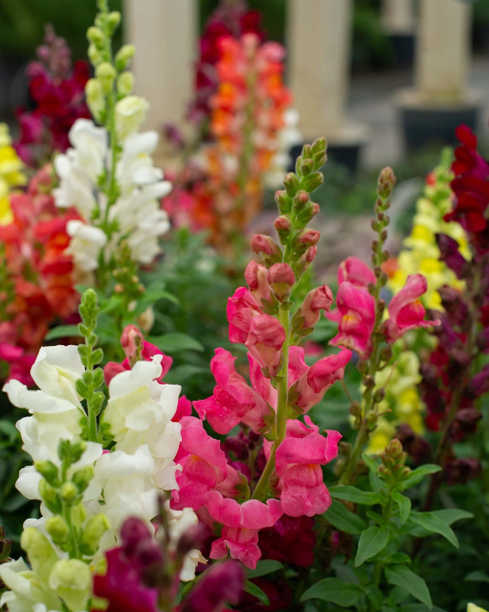 Speedy Sonnet Mix Snapdragon - Main Image