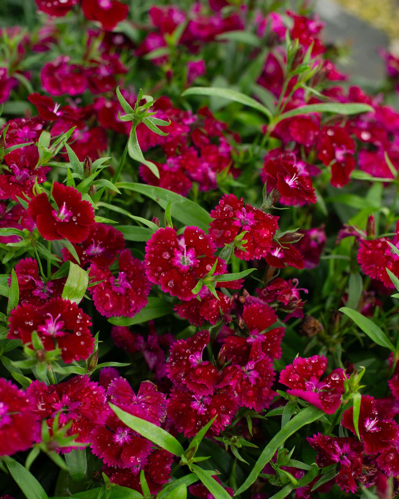 Floral Lace Purple Dianthus - Main Image