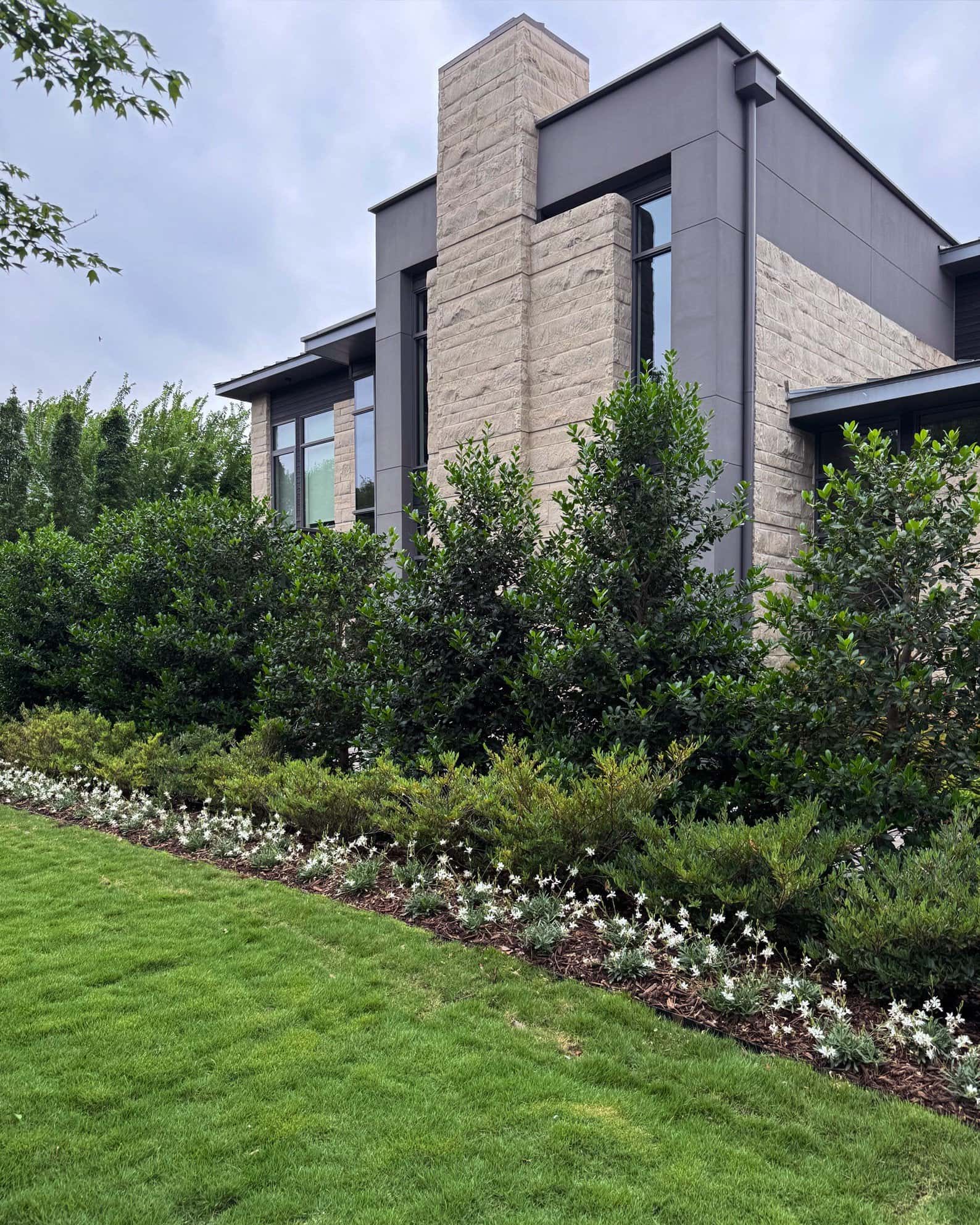 Nellie R Stevens Holly - Image 1