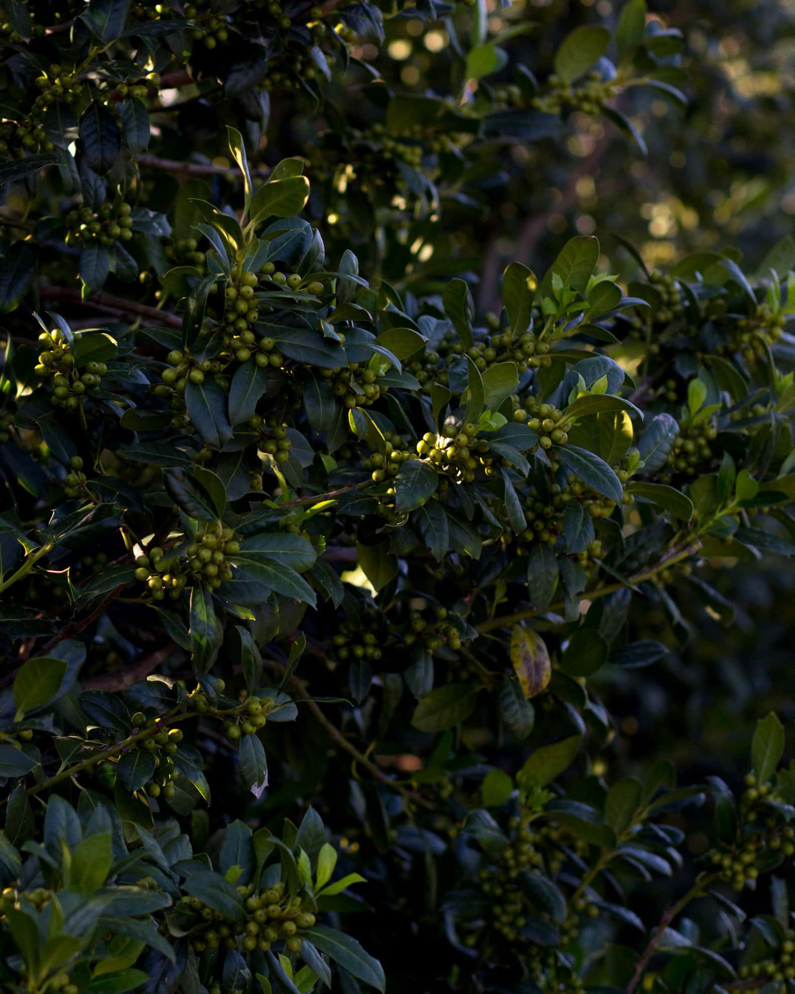 Nellie R Stevens Holly - Image 2