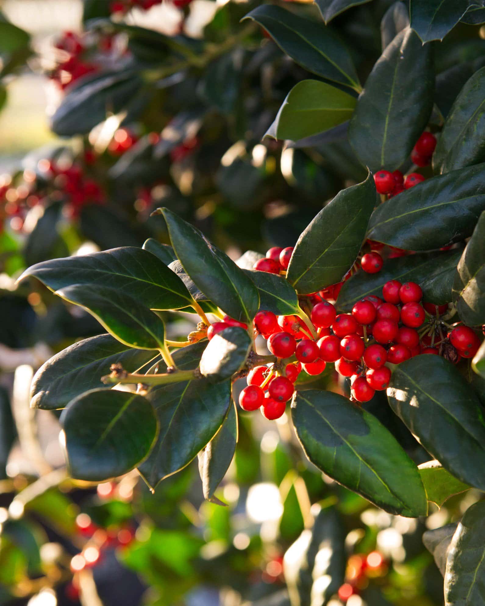 Nellie R Stevens Holly - Image 4