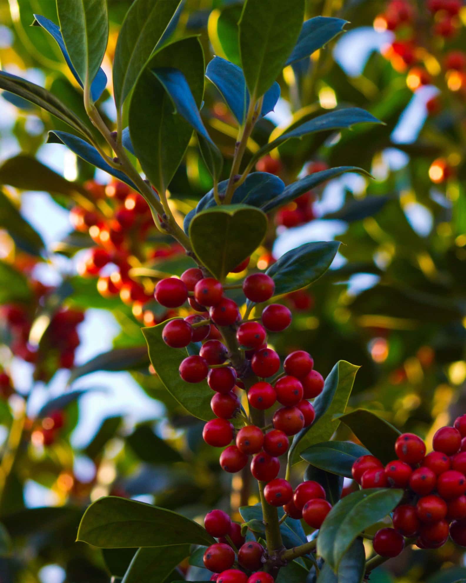 Nellie R Stevens Holly Tree Form - Image 1