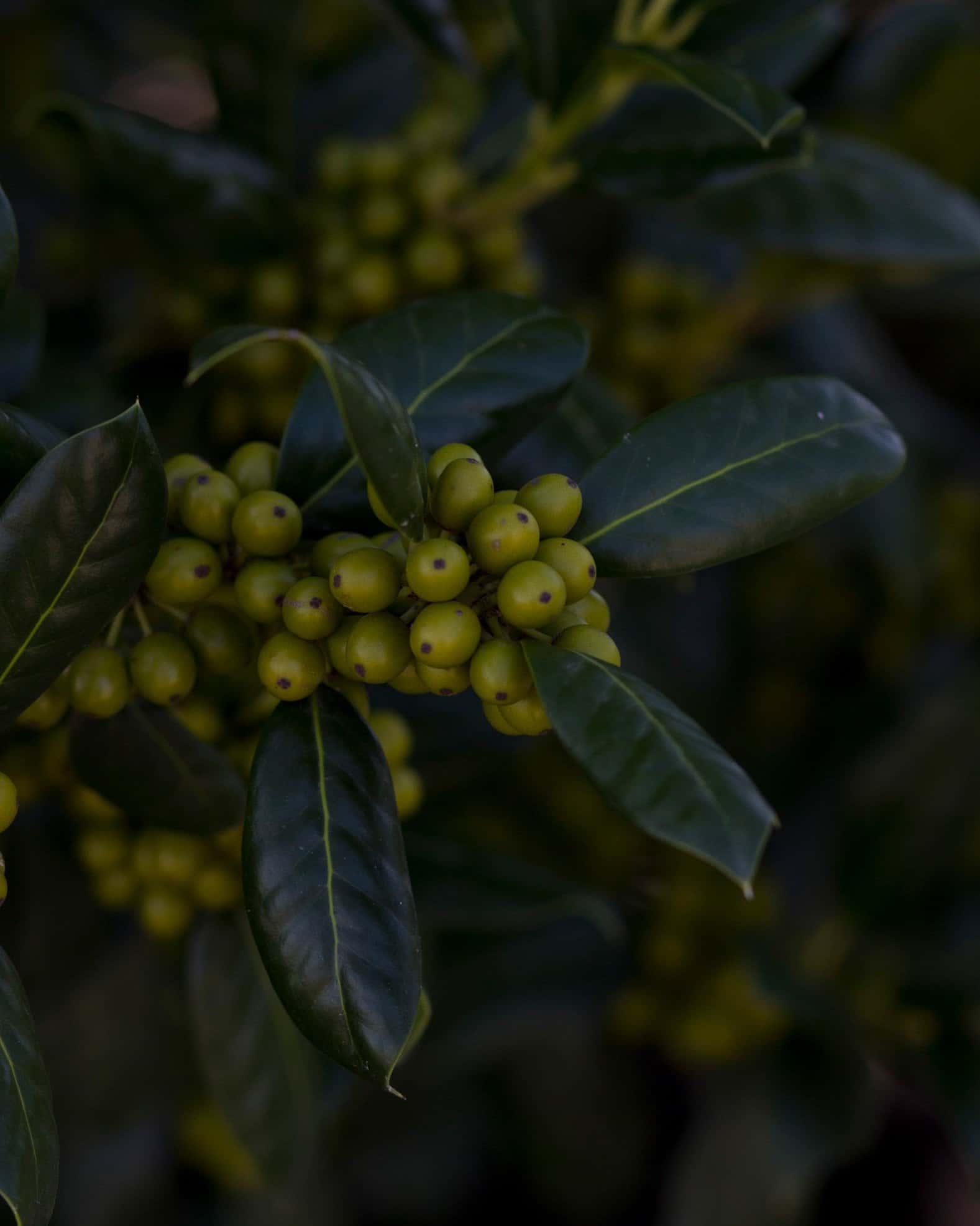 Nellie R Stevens Holly Tree Form - Image 2