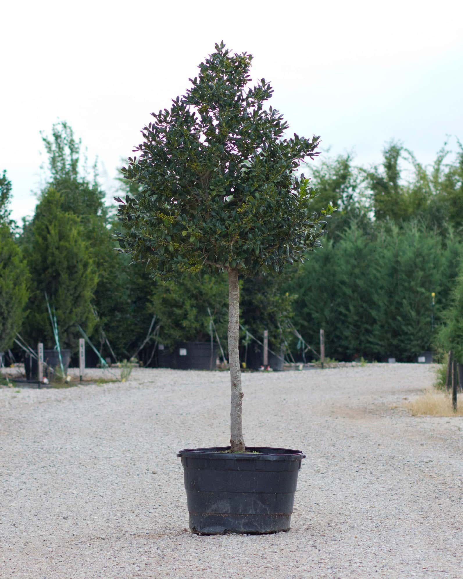 Nellie R Stevens Holly Tree Form - Main Image