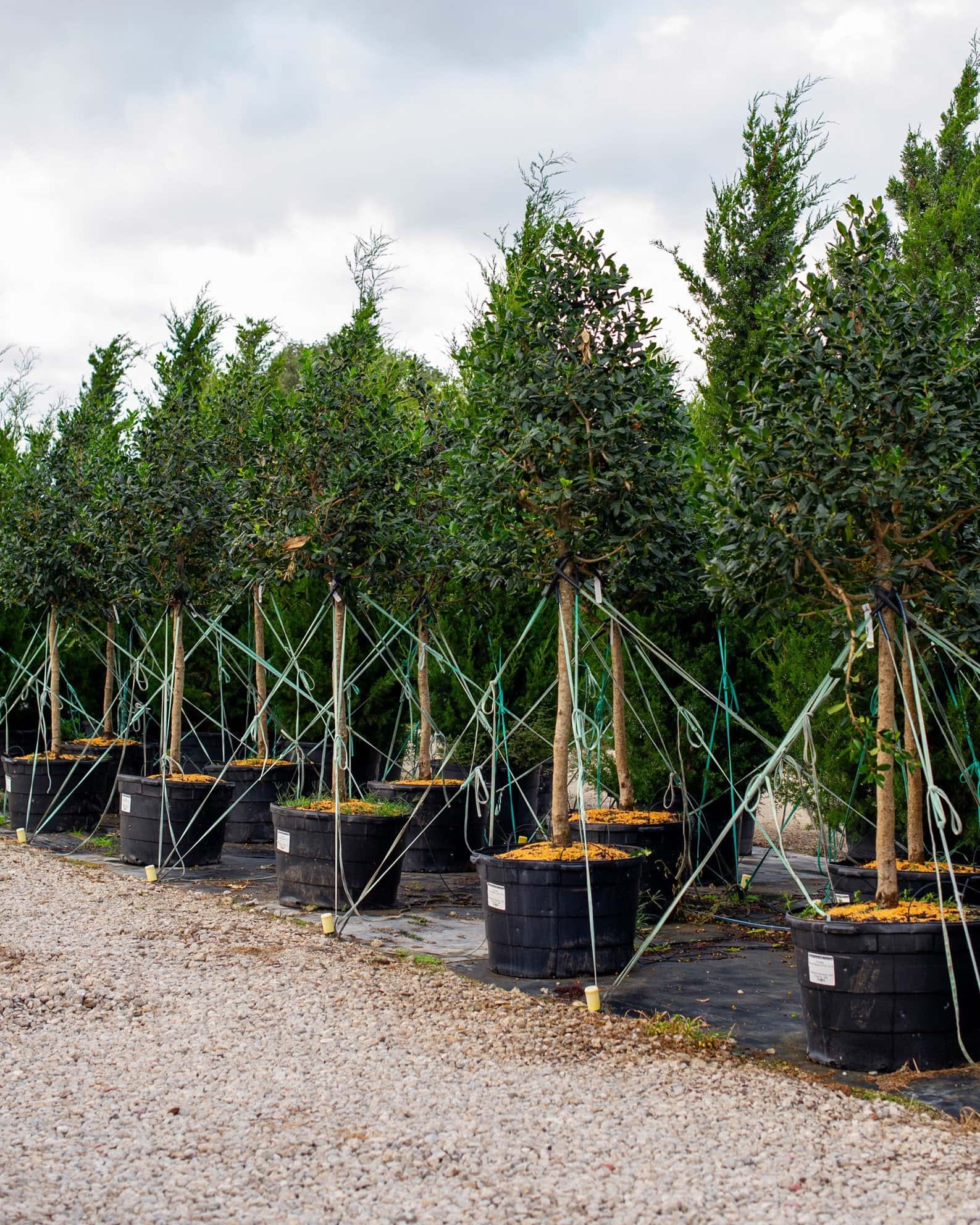 Nellie R Stevens Holly Tree Form - Image 3