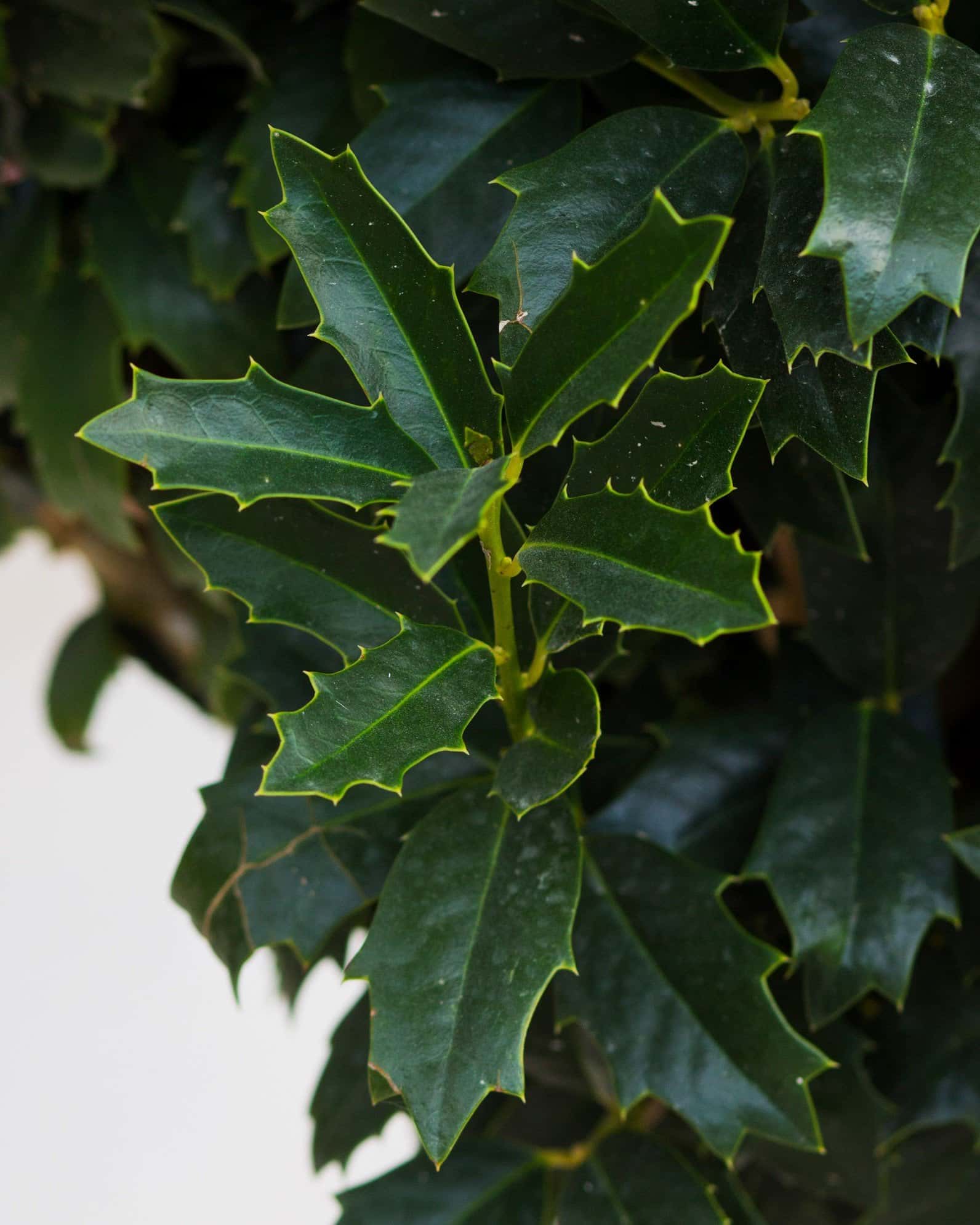 Nellie R Stevens Holly Tree Form - Image 4
