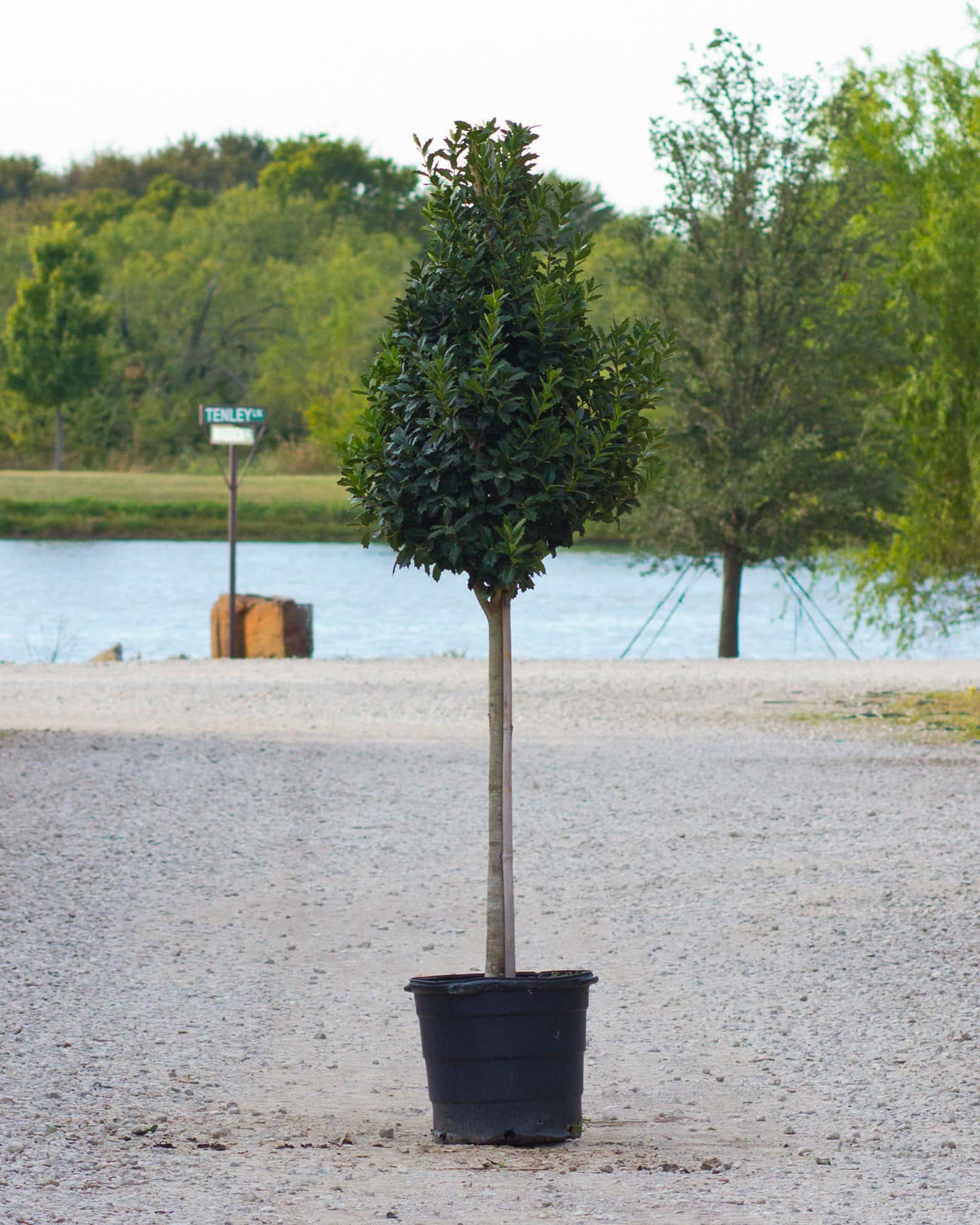 Nellie R Stevens Holly Tree Form - Image 5