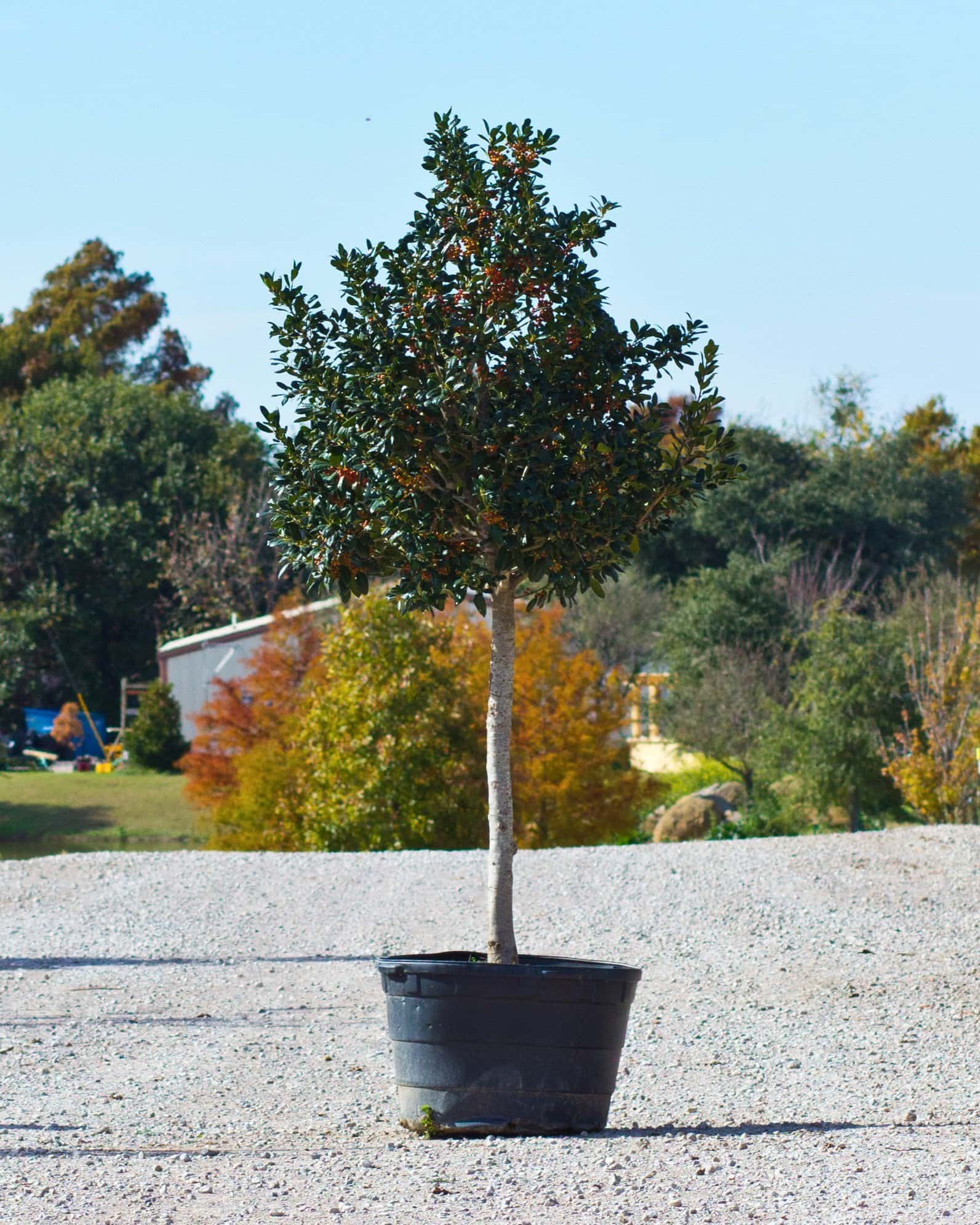 Nellie R Stevens Holly Tree Form - Image 7