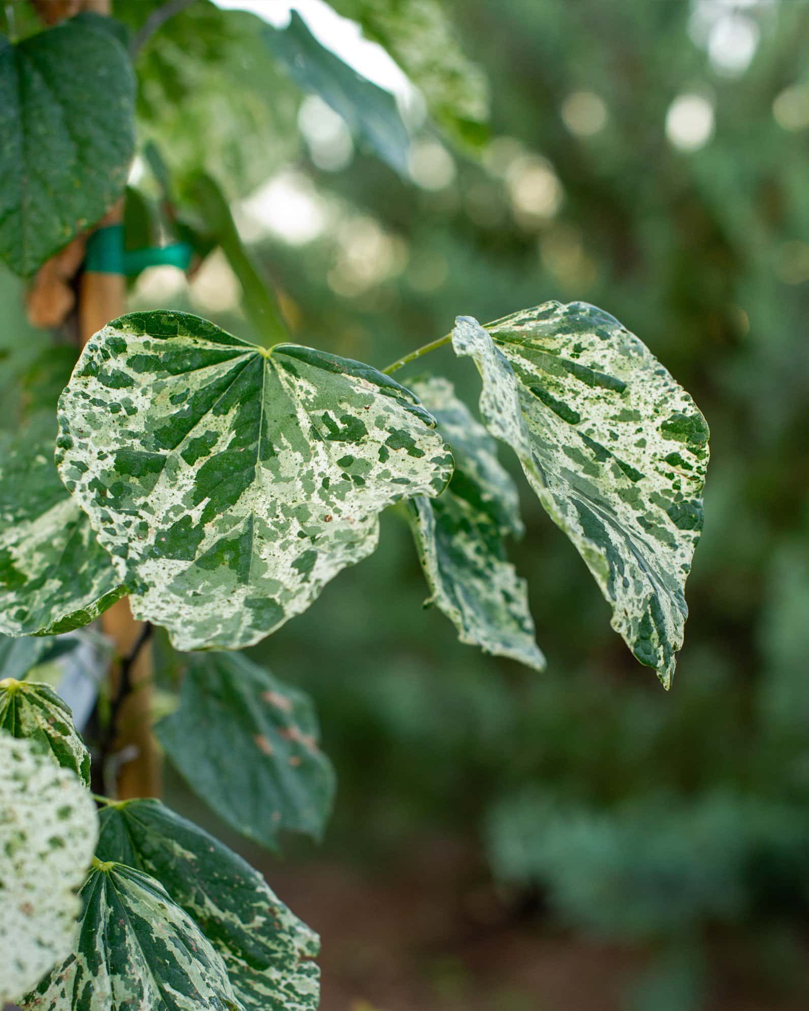 Alley Cat Redbud - Image 4