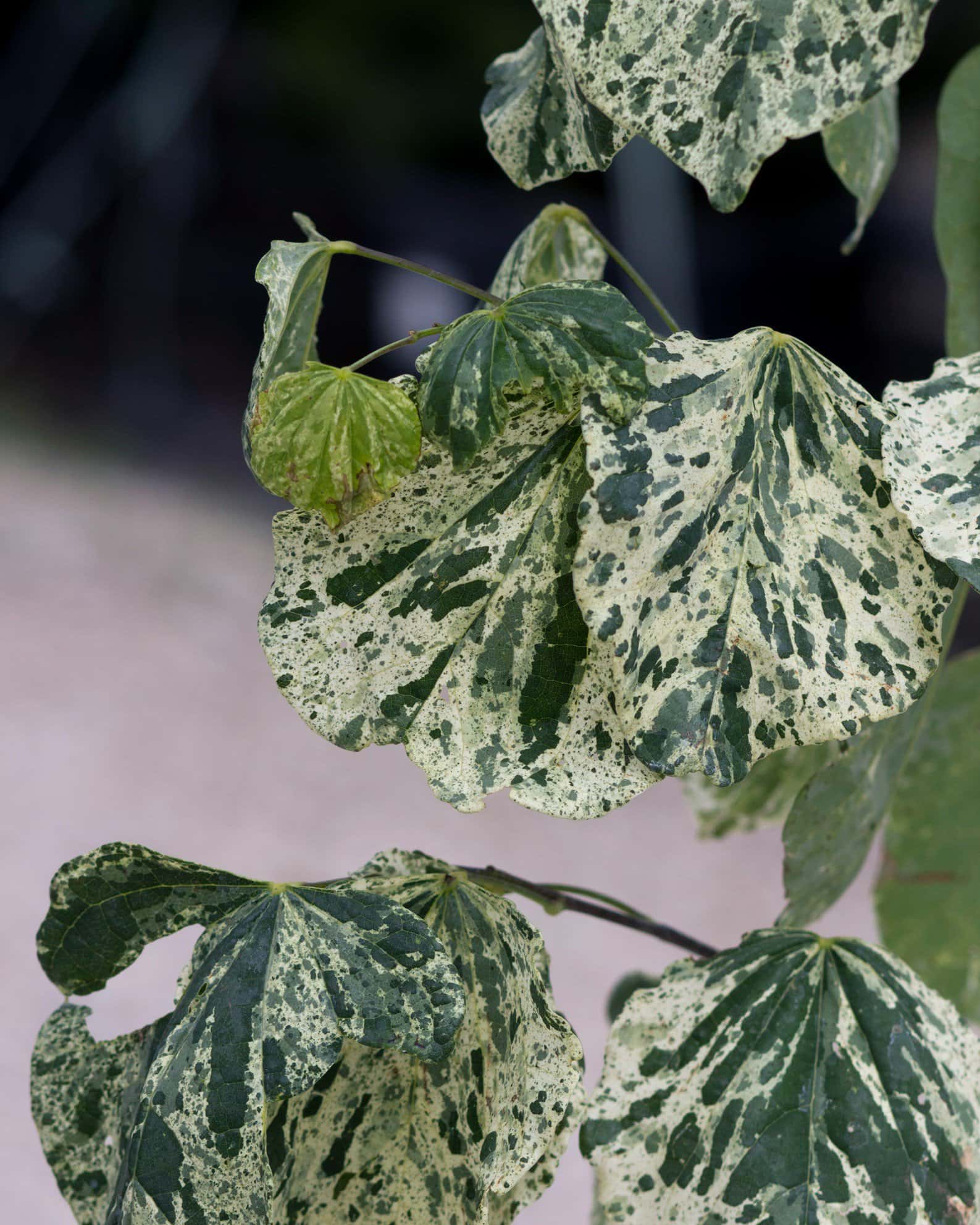 Alley Cat Redbud - Image 5