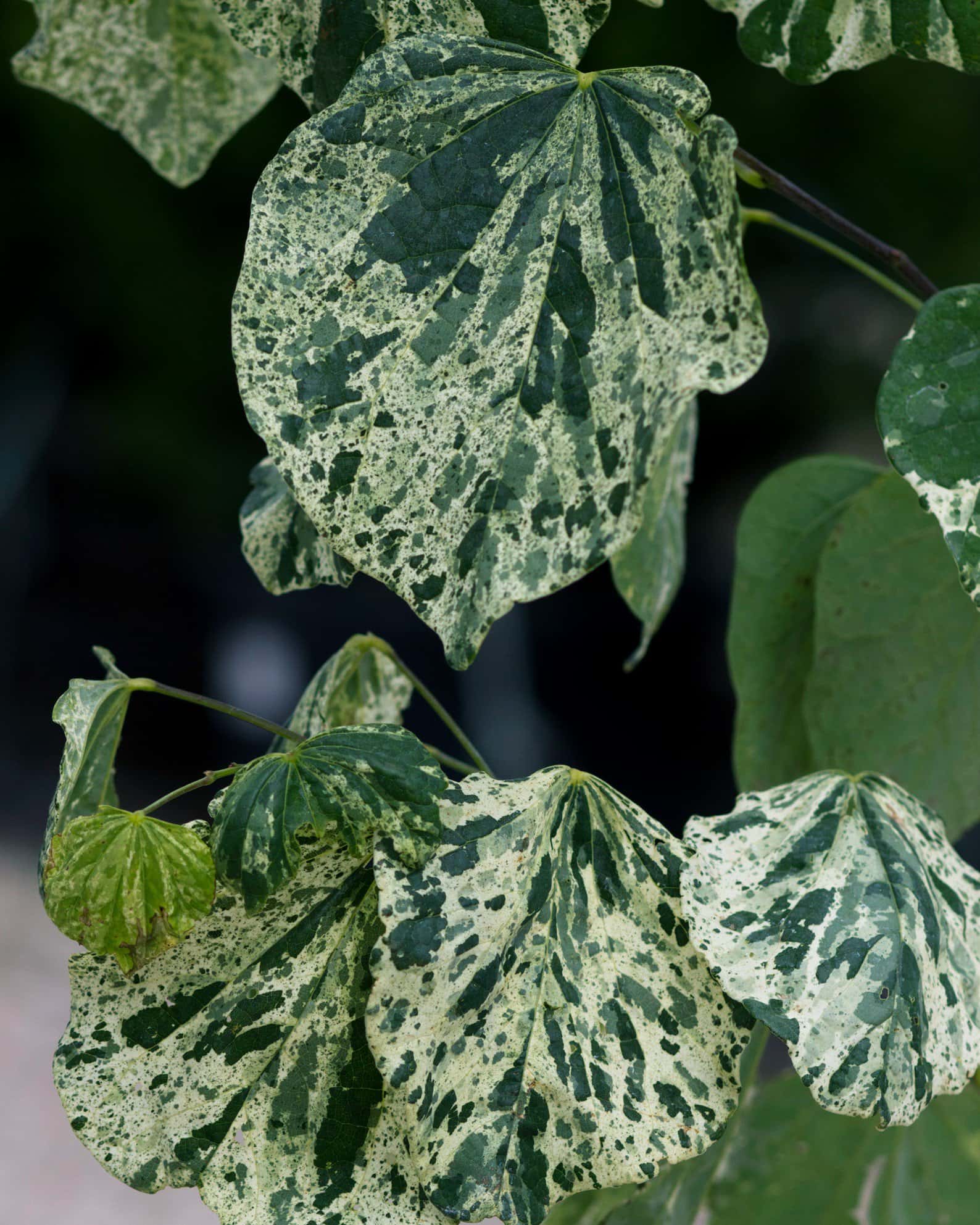 Alley Cat Redbud - Image 6