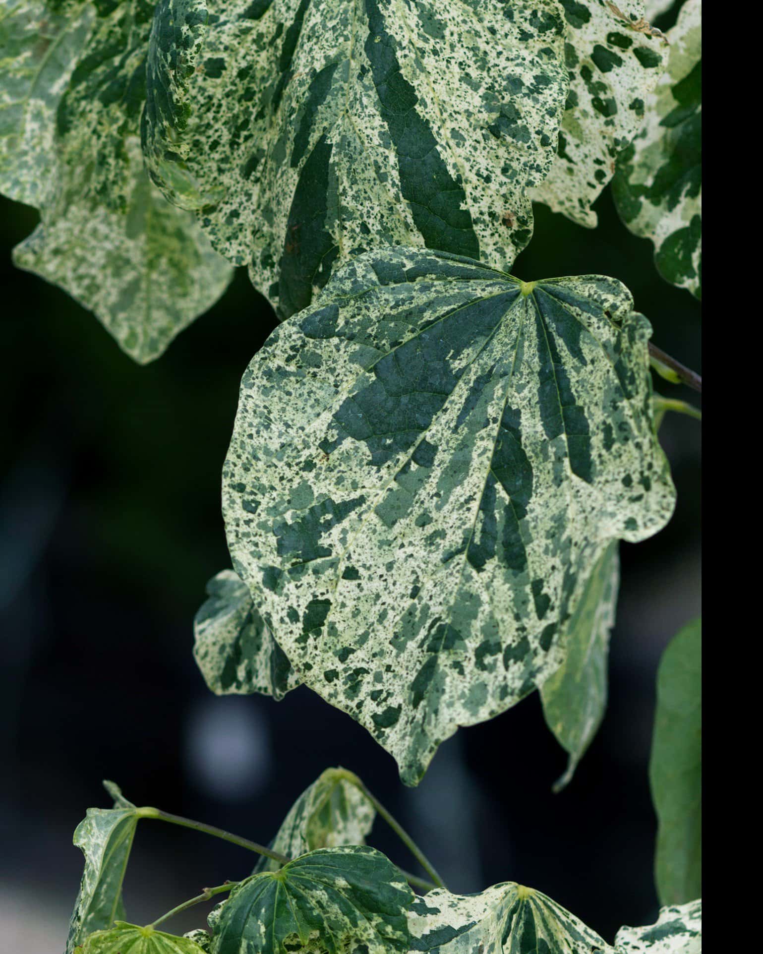 Alley Cat Redbud - Image 7