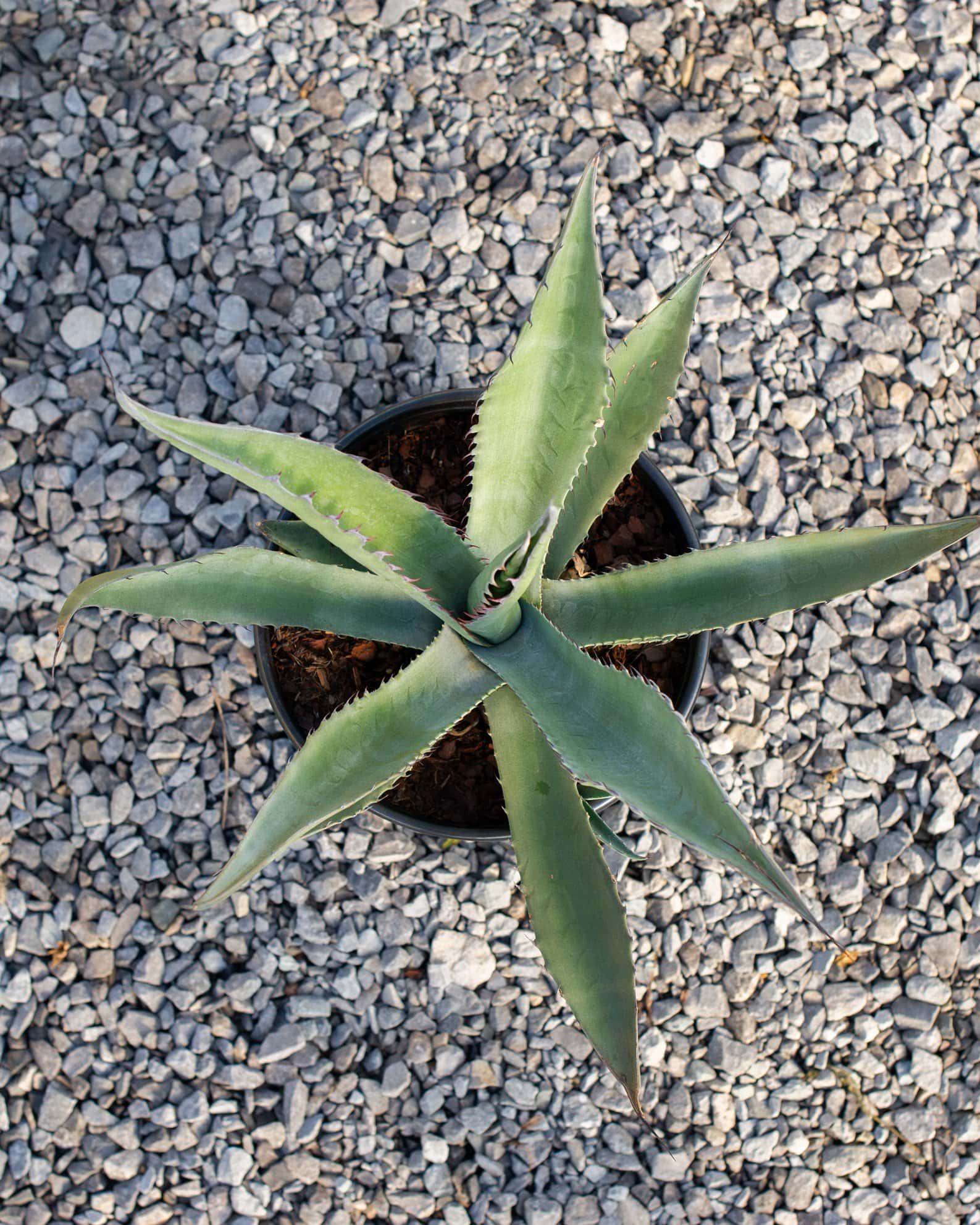 Azul Monterrey Agave - Image 6