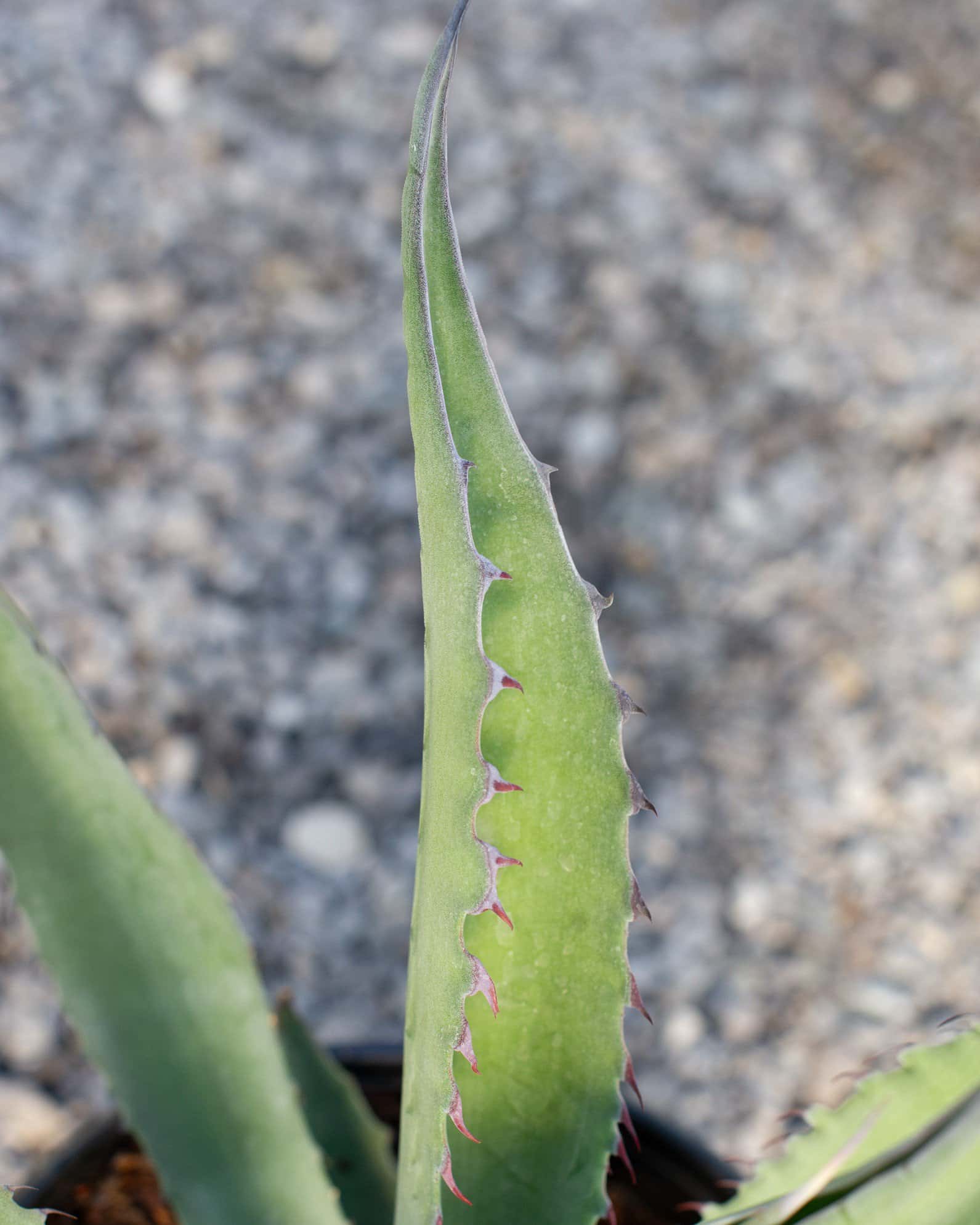 Azul Monterrey Agave - Image 7