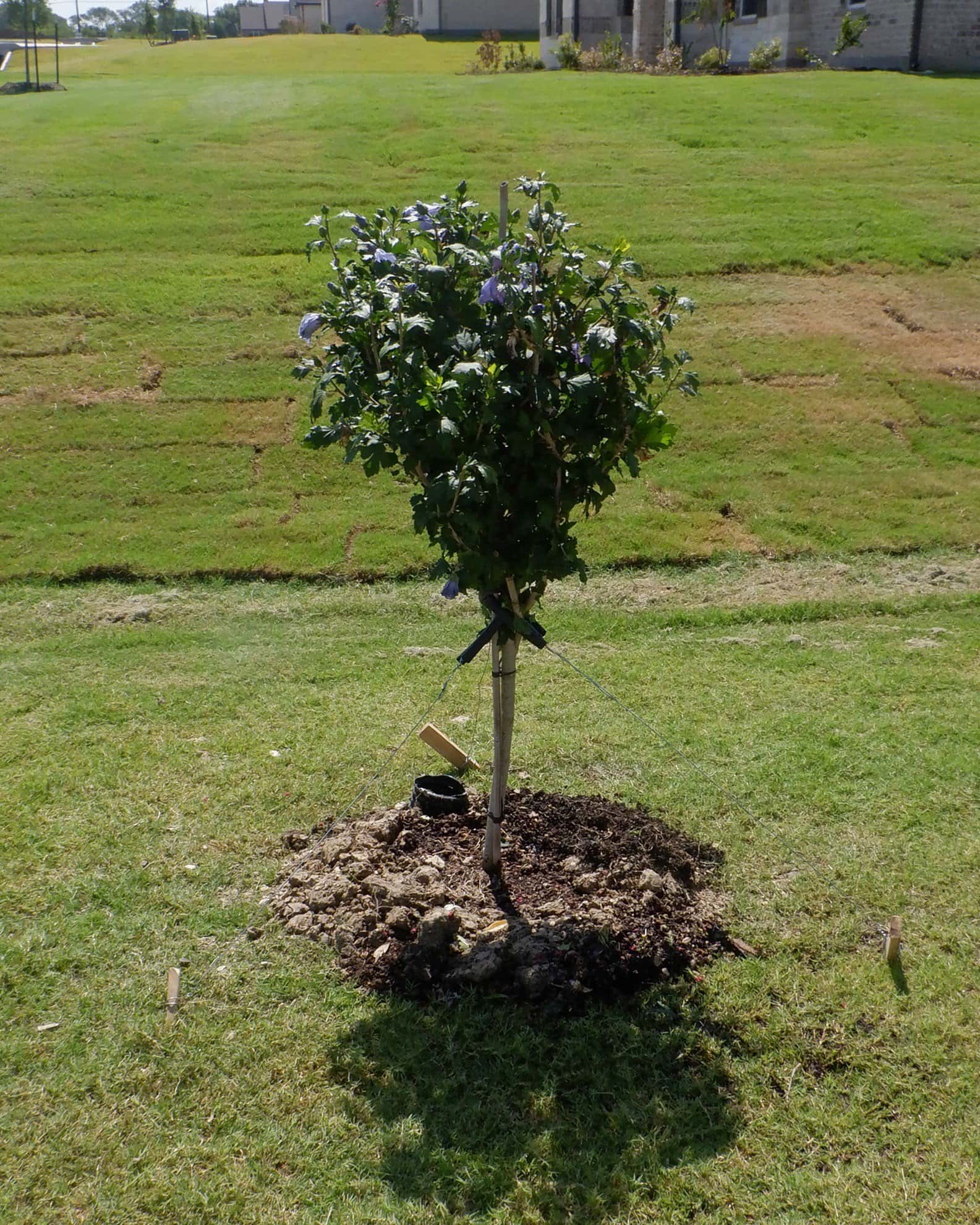 Azurri Blue Satin Althea Tree Form - Image 5