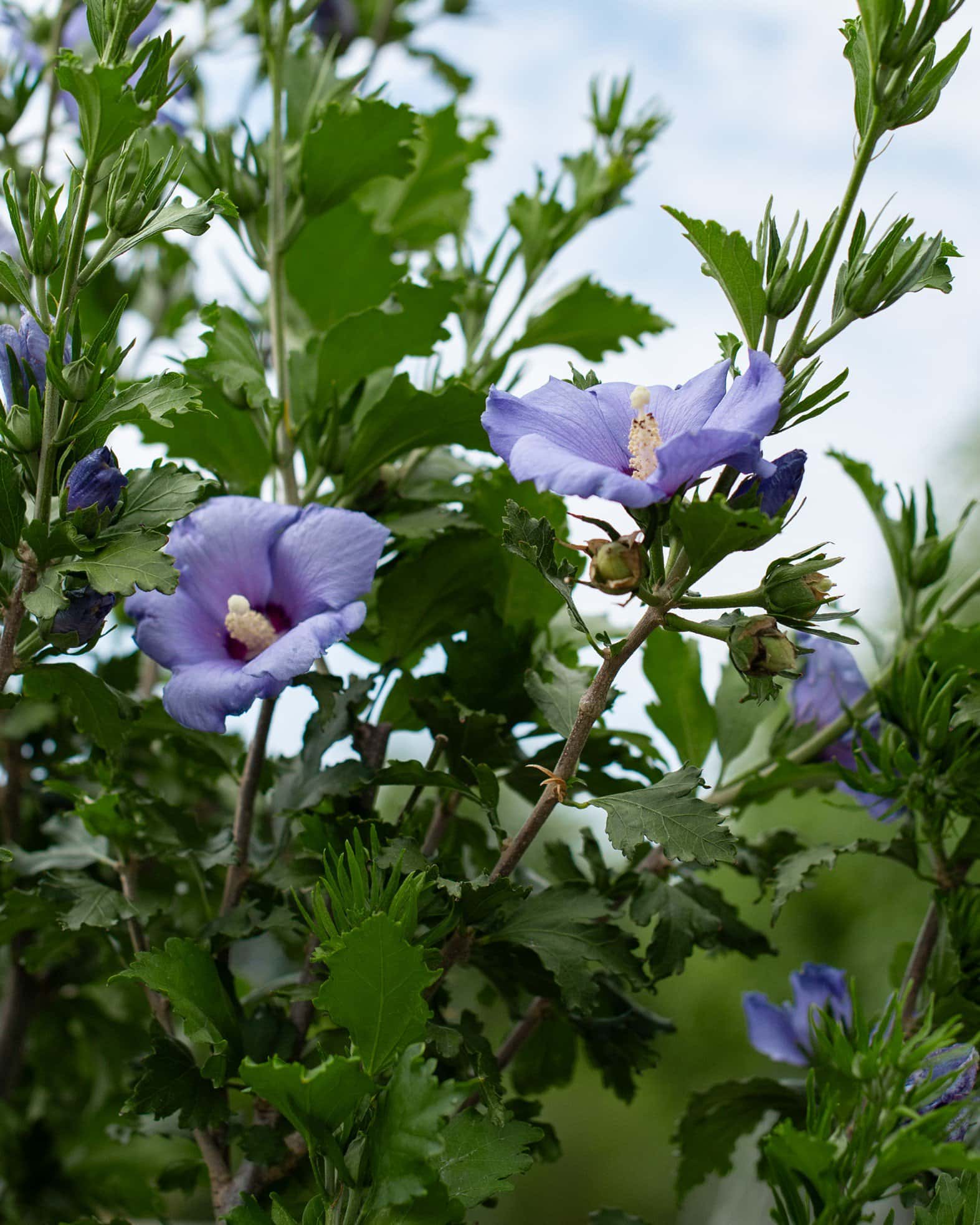 Azurri Blue Satin Althea Tree Form - Image 6