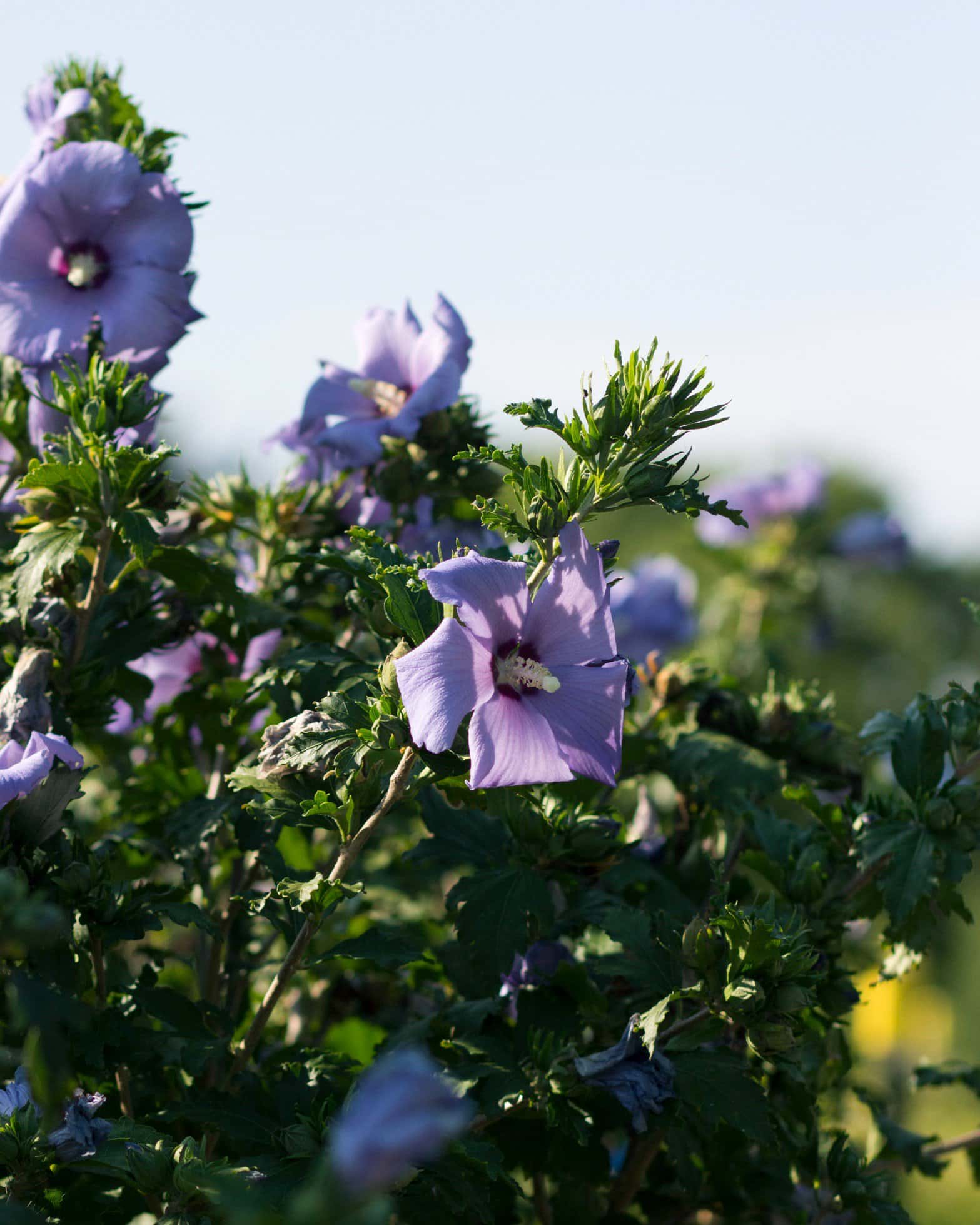 Azurri Blue Satin Althea Tree Form - Image 7