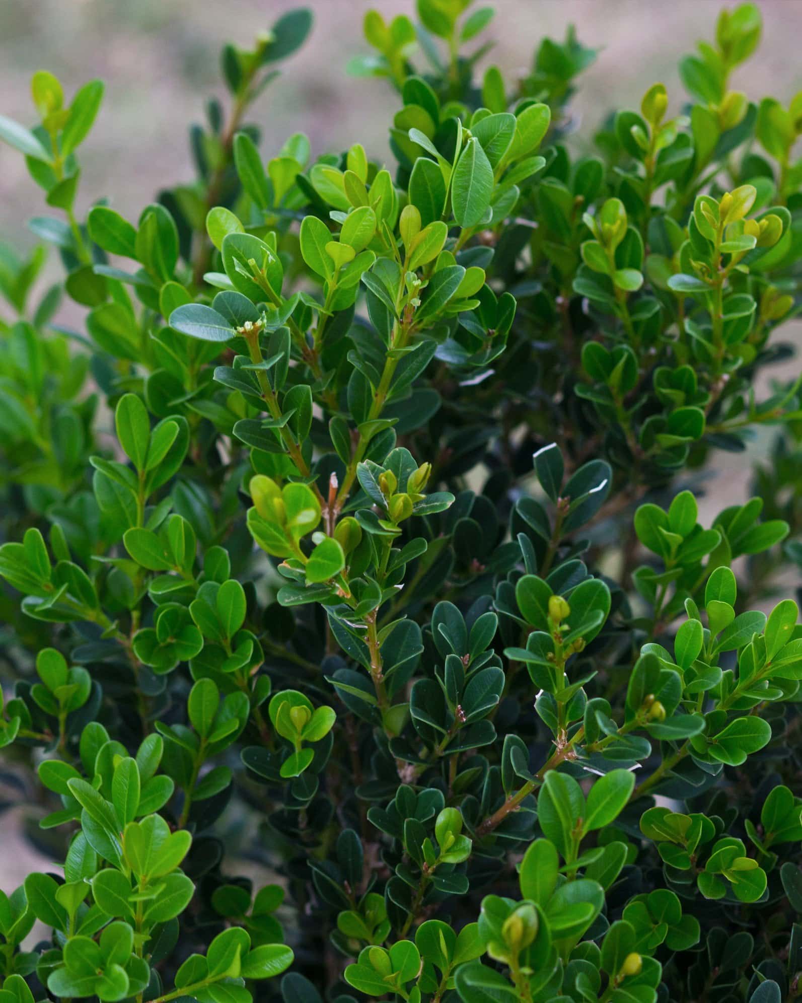 Baby Gem Boxwood - Image 5