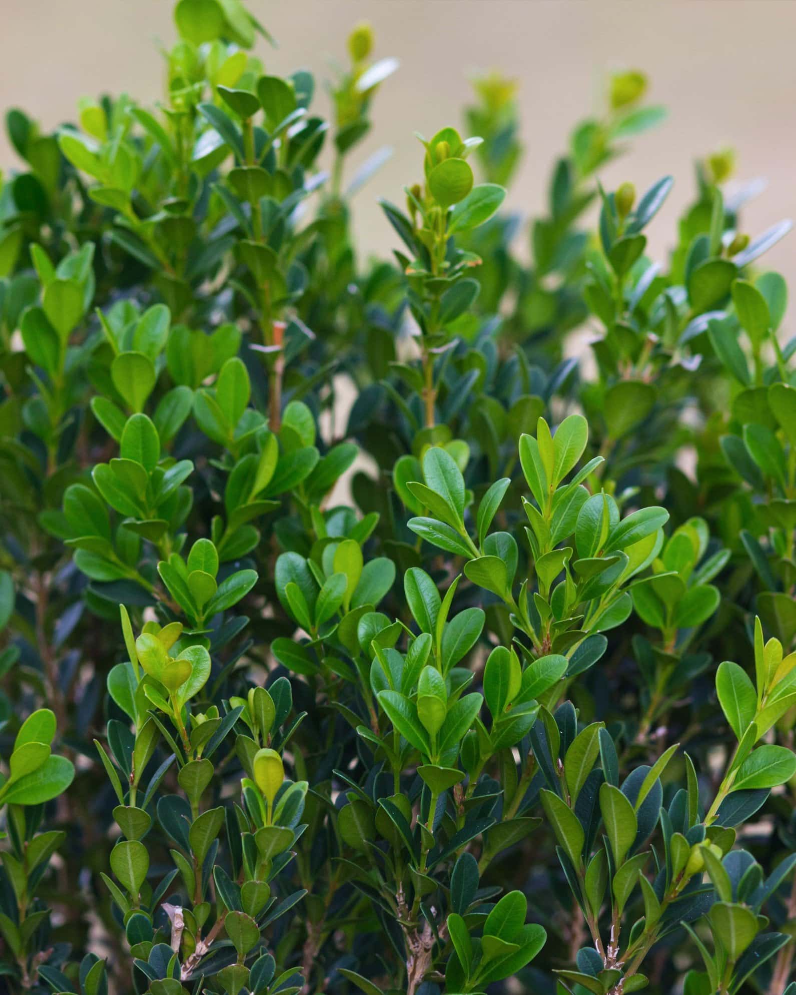 Baby Gem Boxwood - Image 6