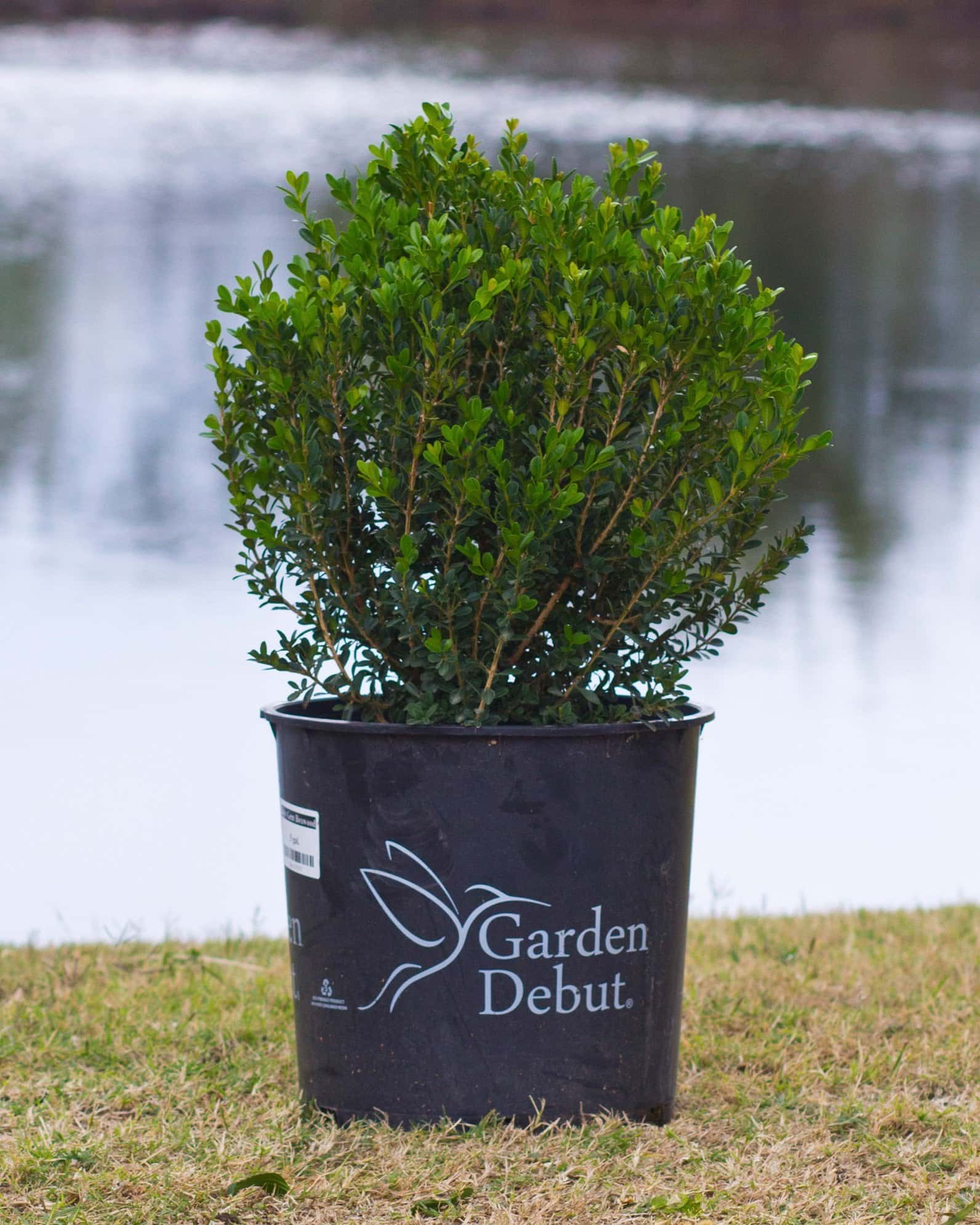Baby Gem Boxwood - Image 7
