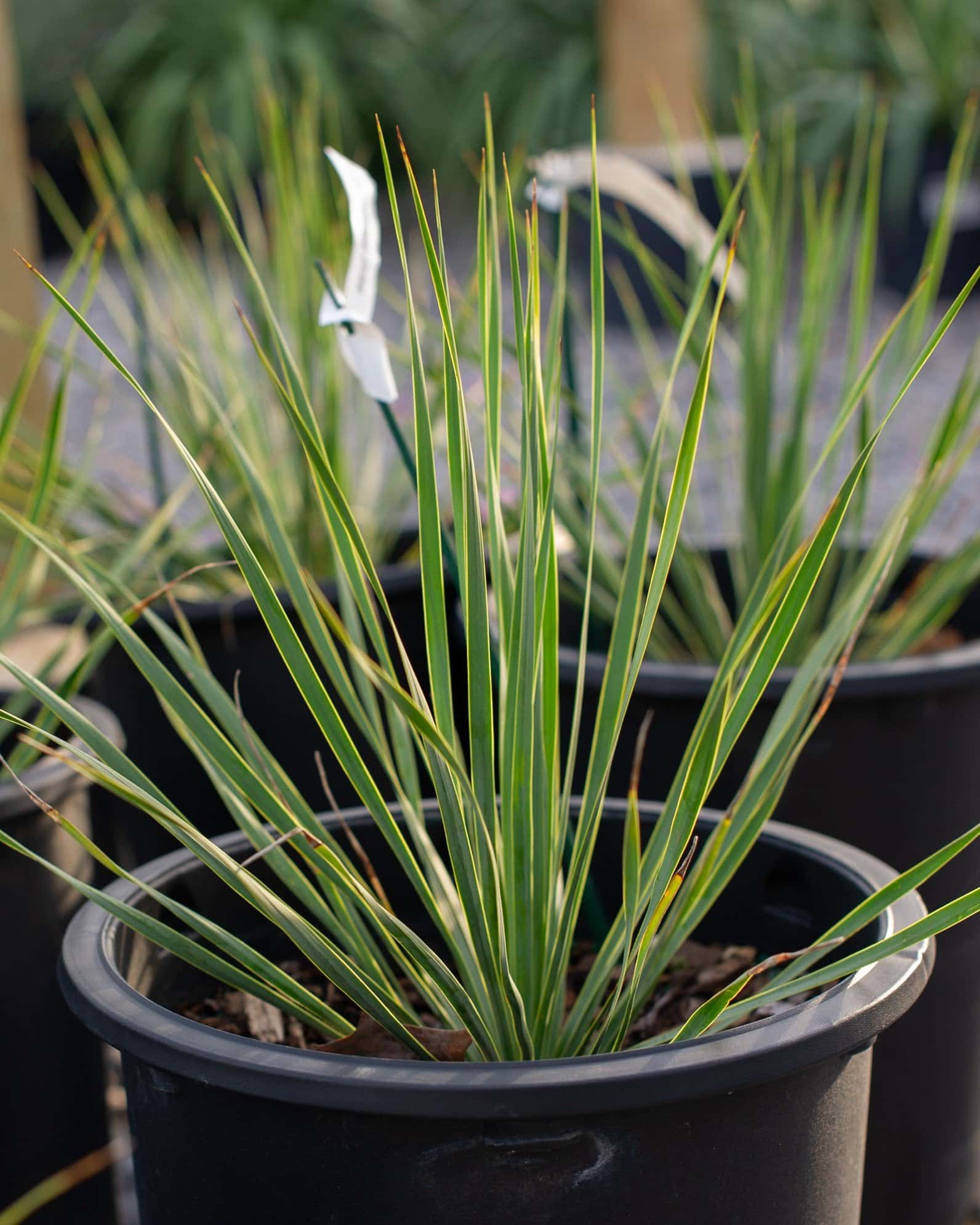 Beaked Blue Sapphire Skies Yucca - Main Image