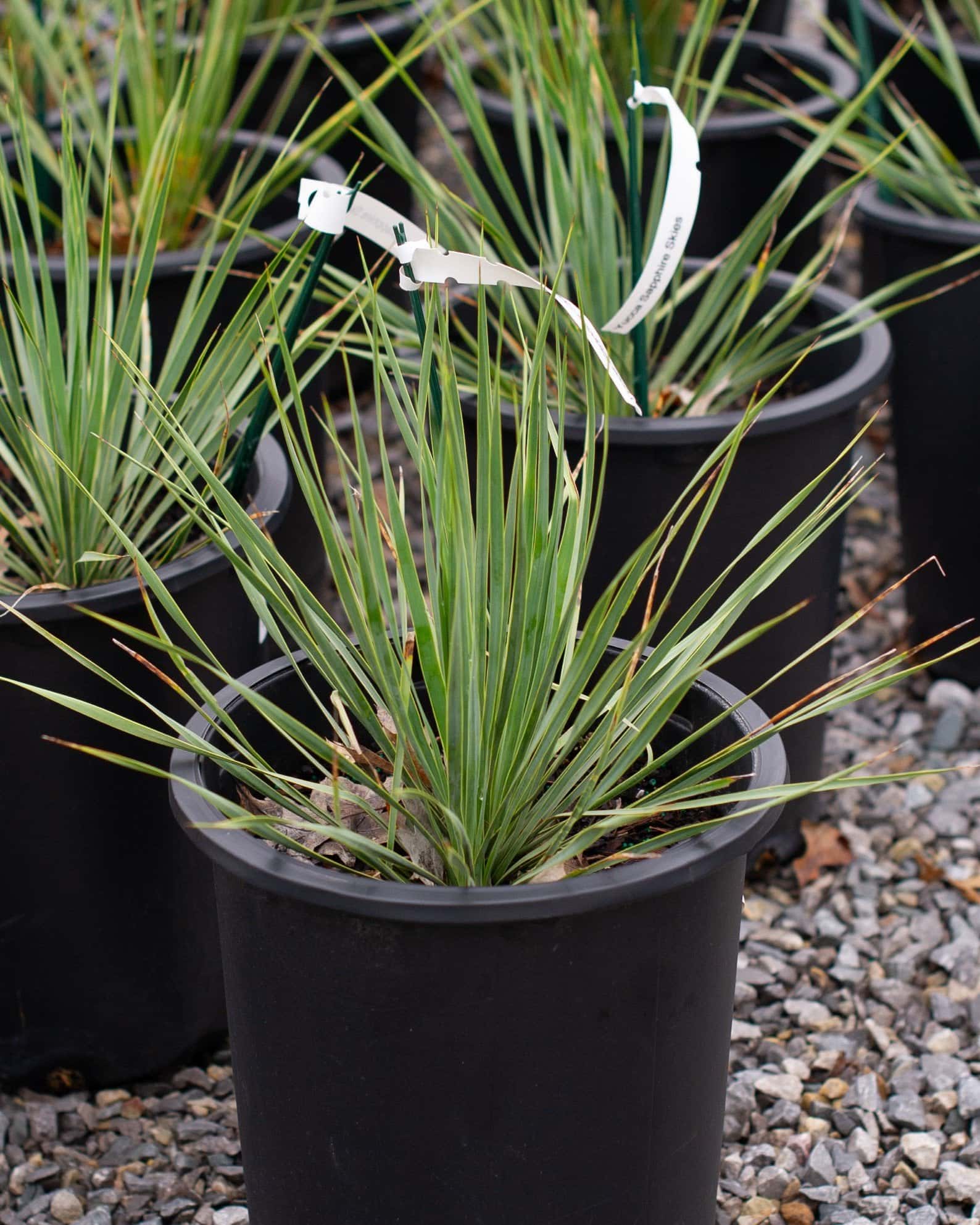 Beaked Blue Sapphire Skies Yucca - Image 2