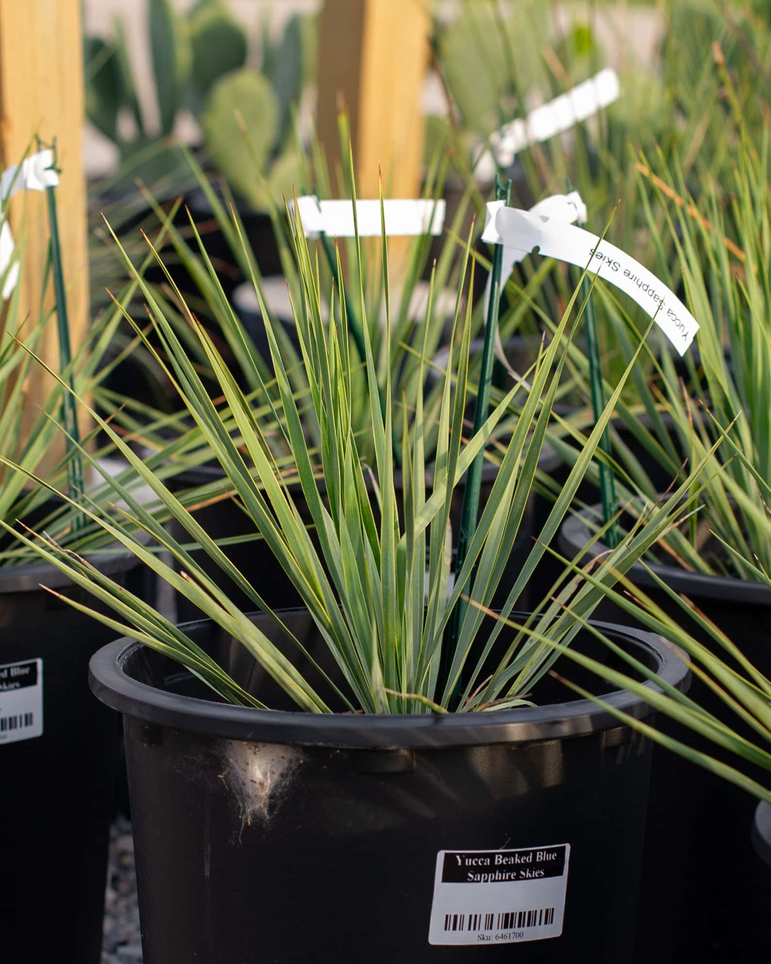 Beaked Blue Sapphire Skies Yucca - Image 3