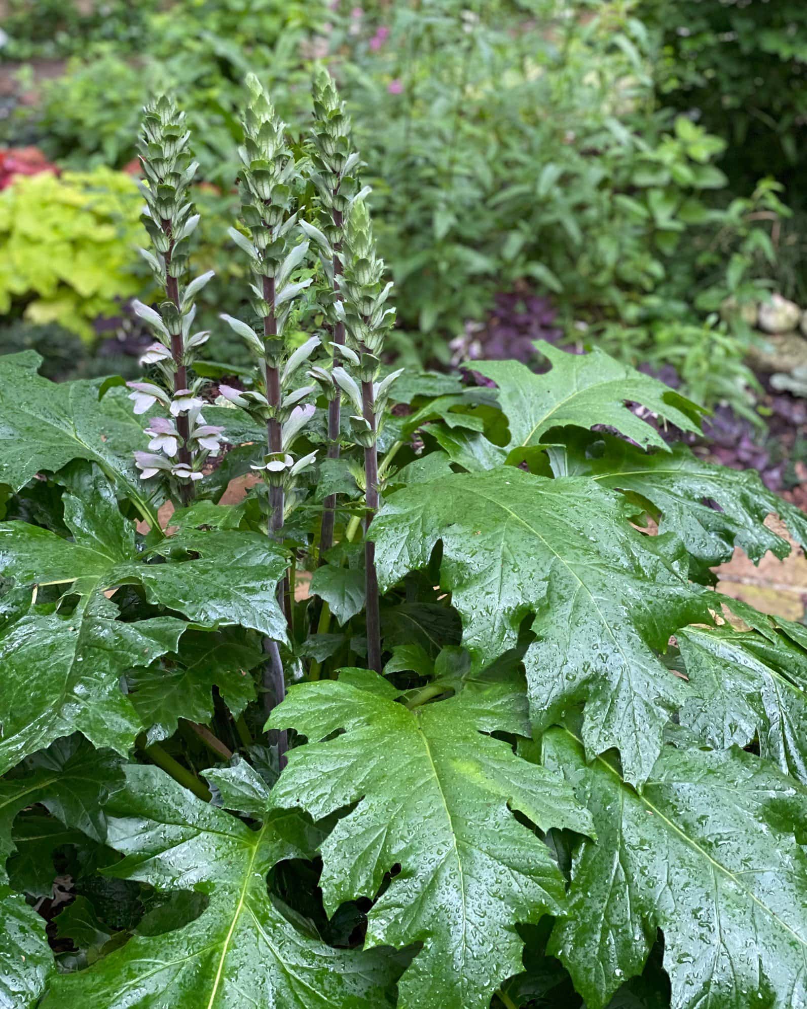 Bear's Breeches Acanthus - Image 6