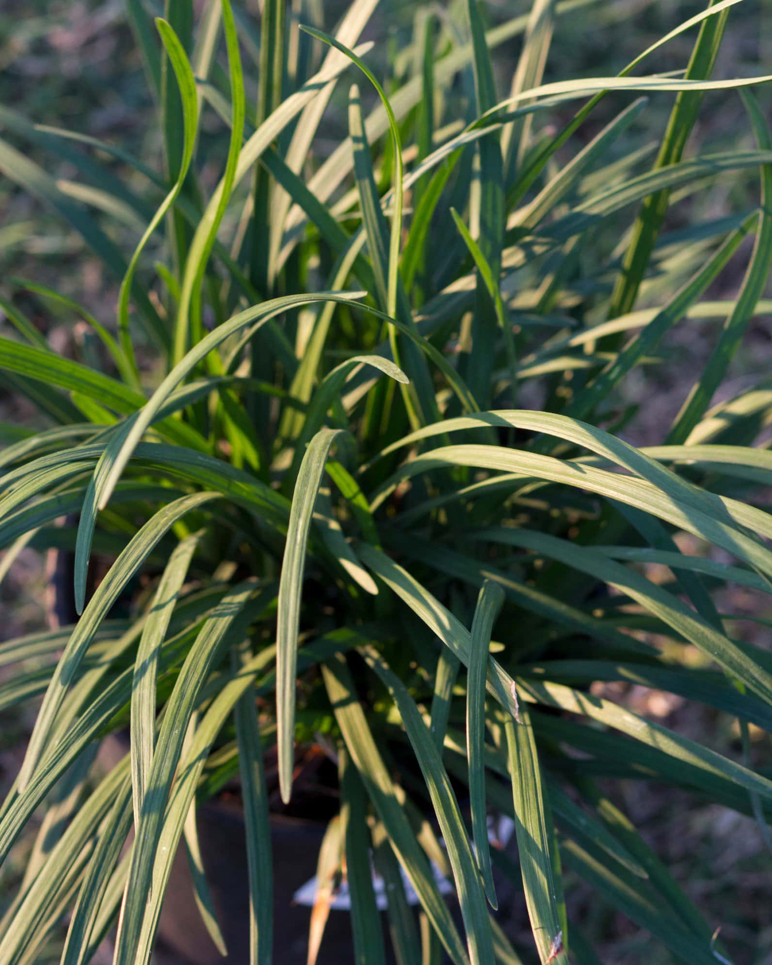 Big Blue Liriope - Image 7