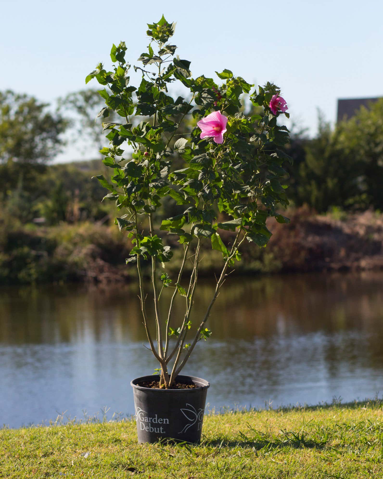 Big Hit Pink Hibiscus - Image 5