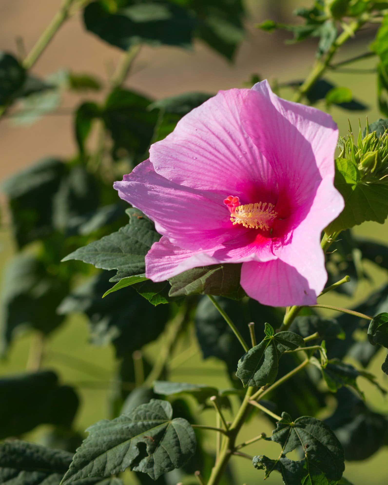 Big Hit Pink Hibiscus - Image 7