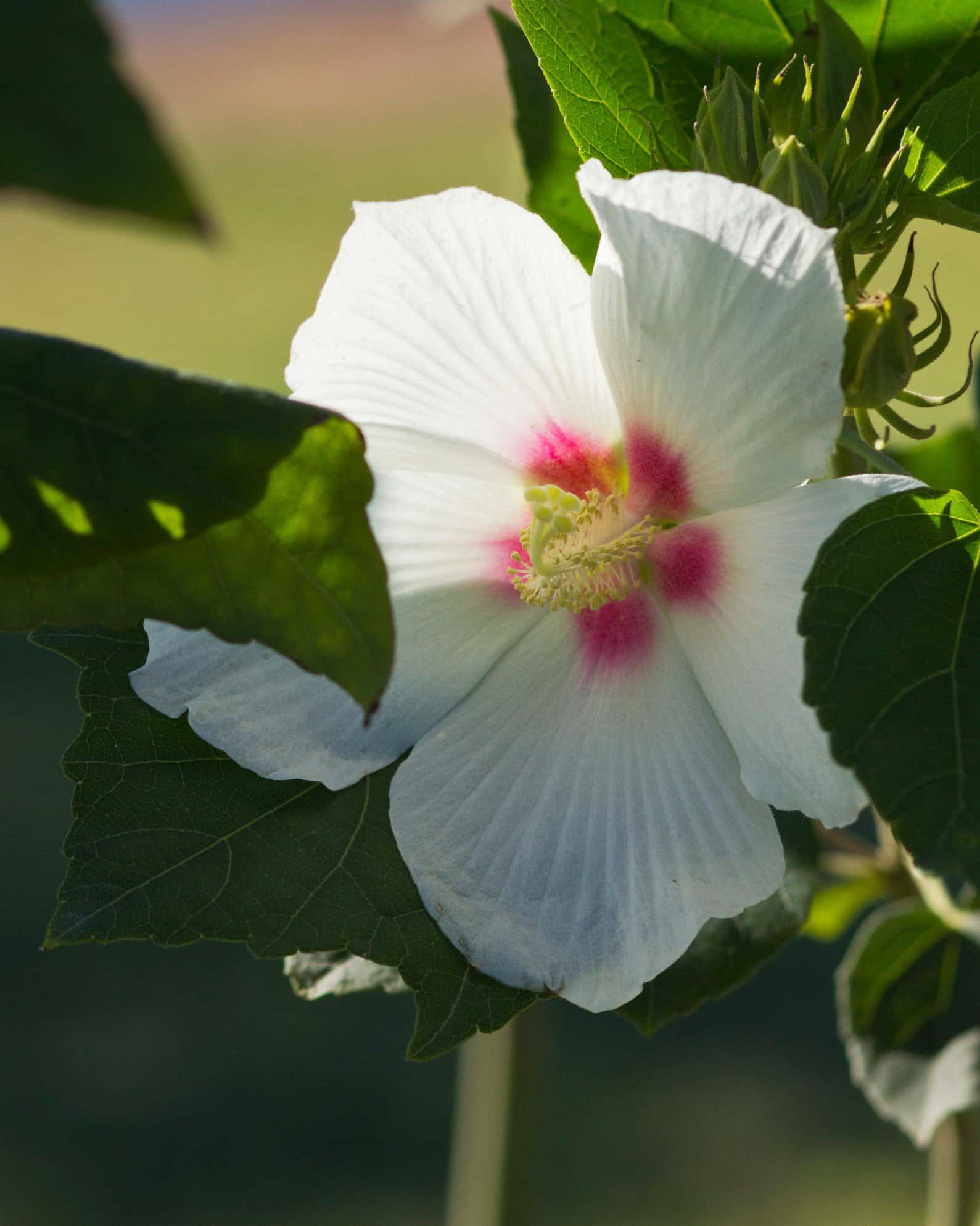 Big Hit White Hibiscus - Image 5