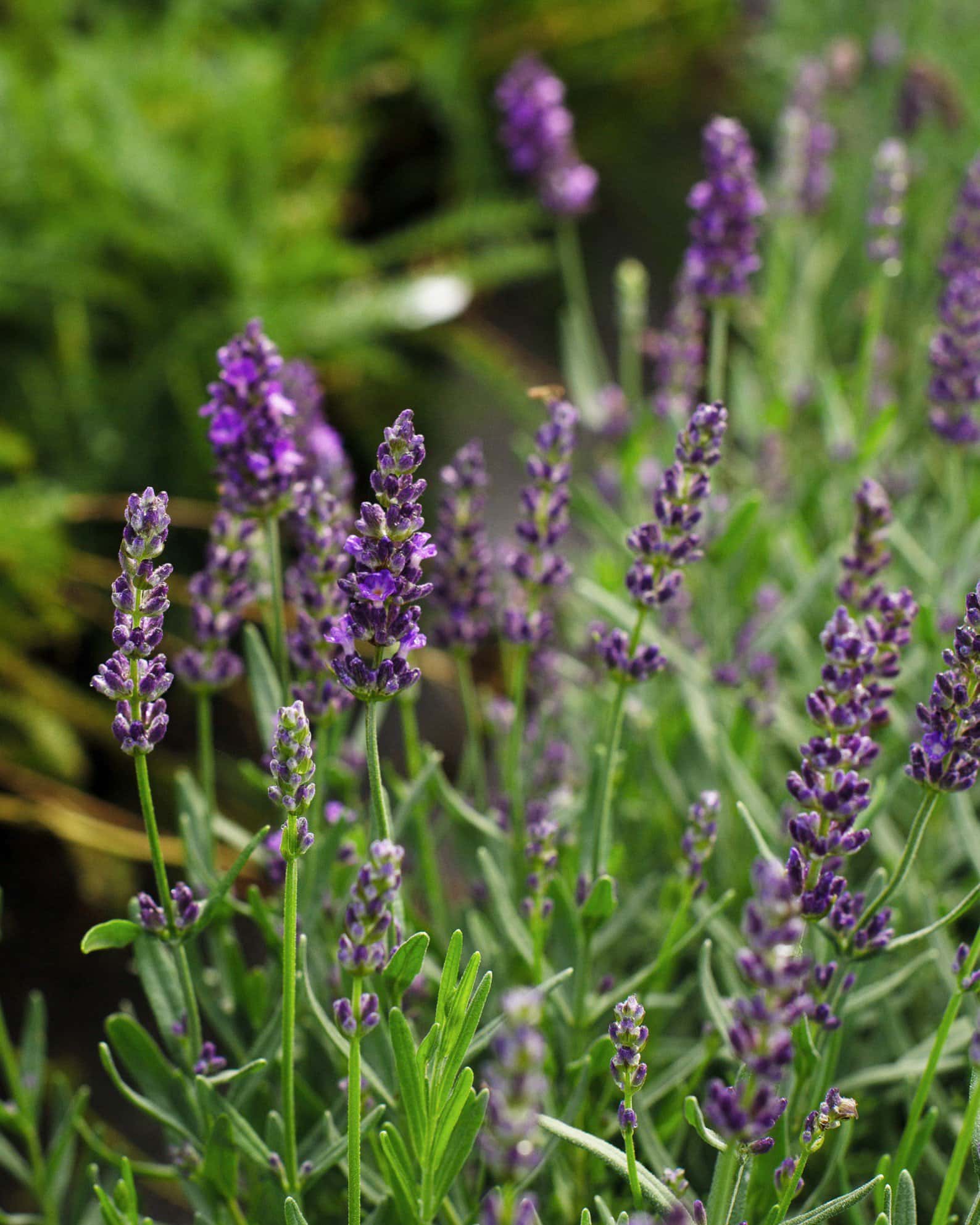 Big Time Blue Lavender - Image 1