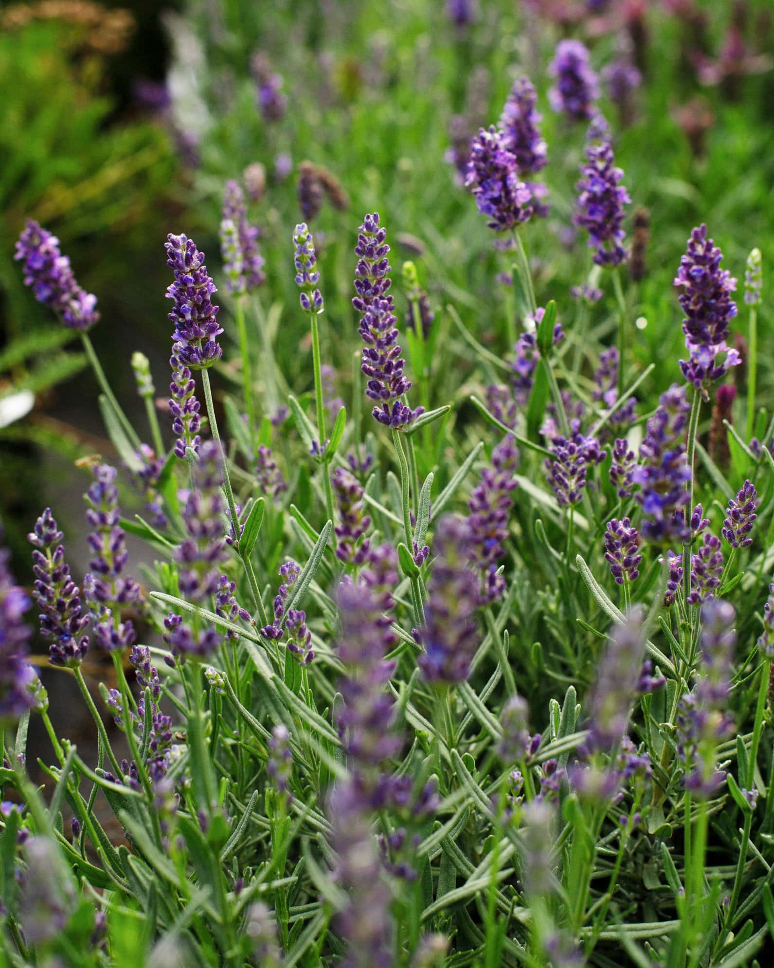 Big Time Blue Lavender - Image 2