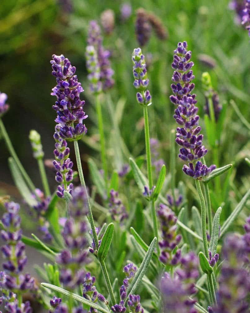 Big Time Blue Lavender - Image 3