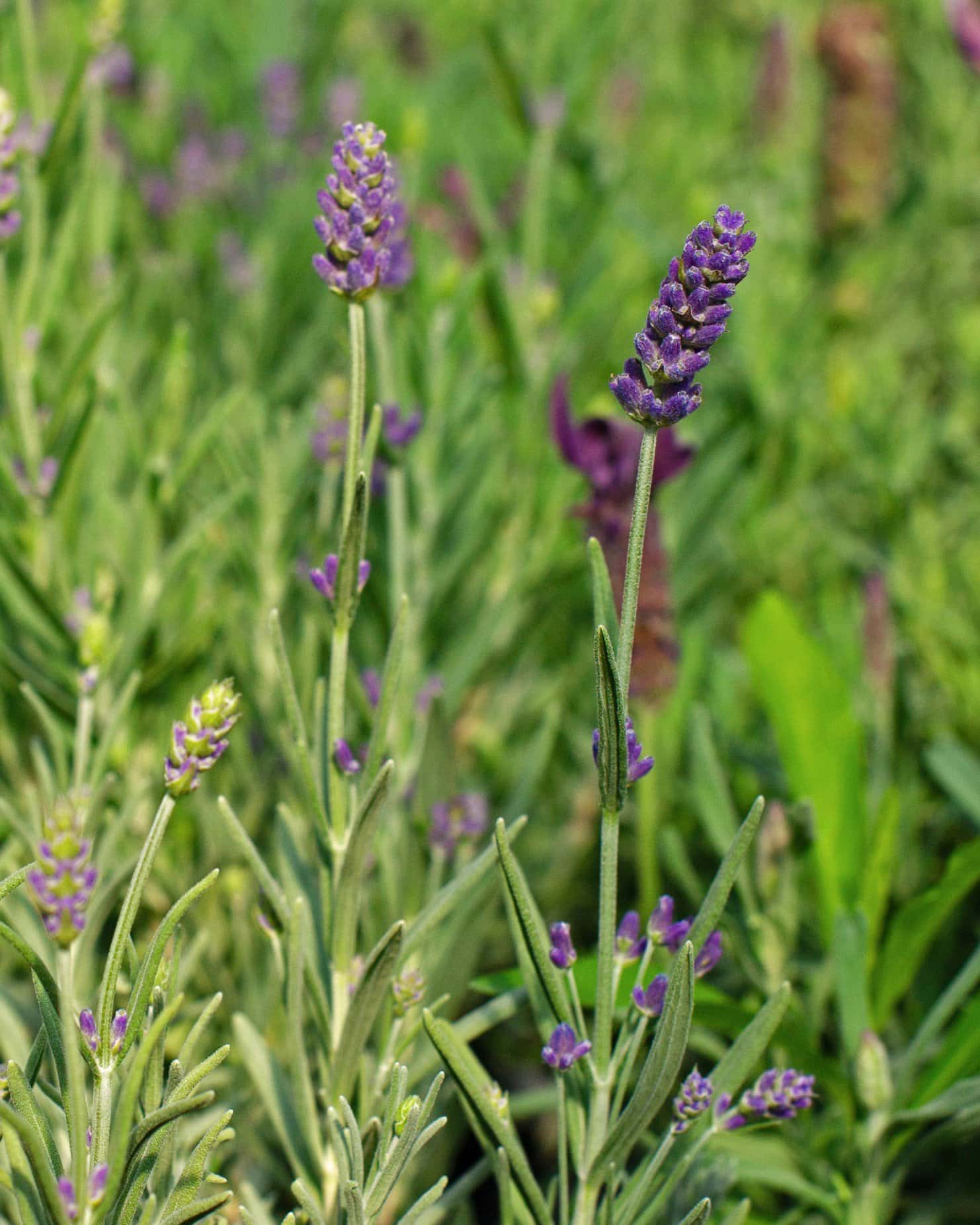 Big Time Blue Lavender - Image 4