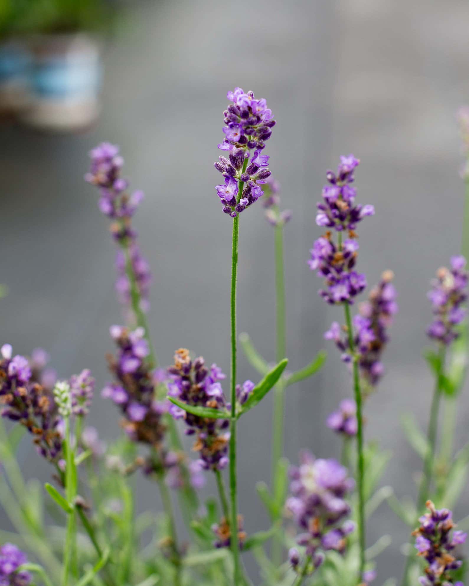 Big Time Blue Lavender - Image 5