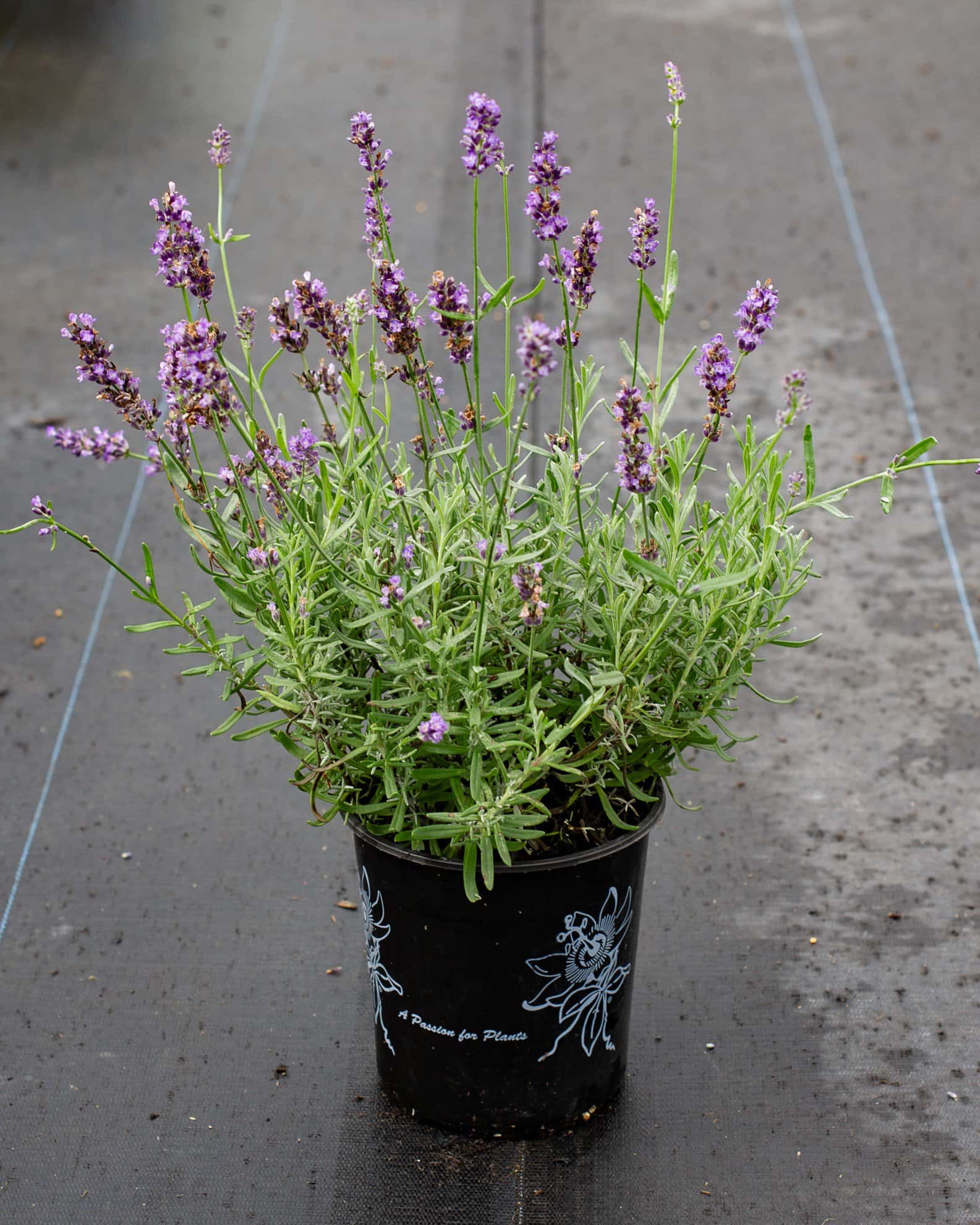 Big Time Blue Lavender - Image 6