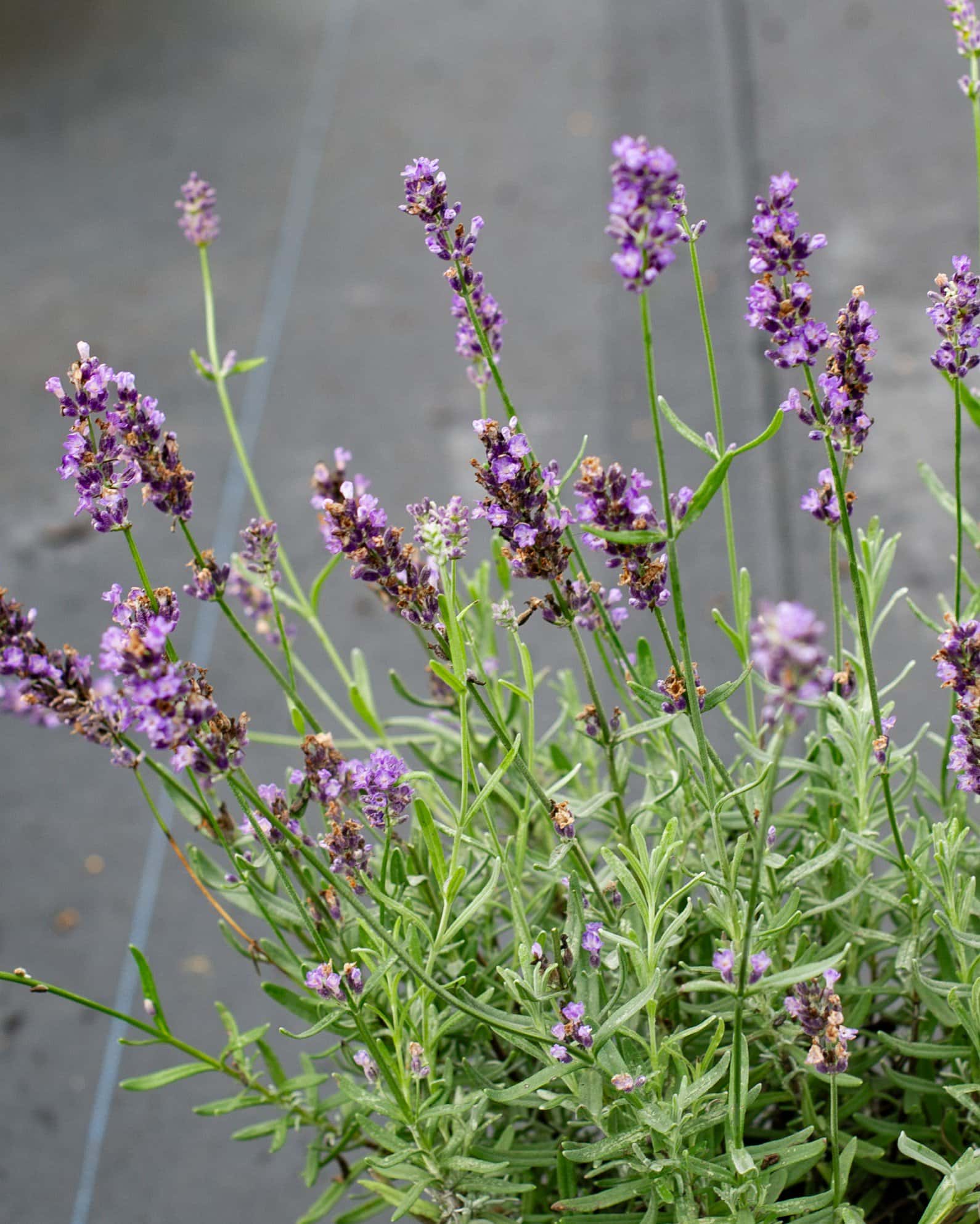 Big Time Blue Lavender - Image 7