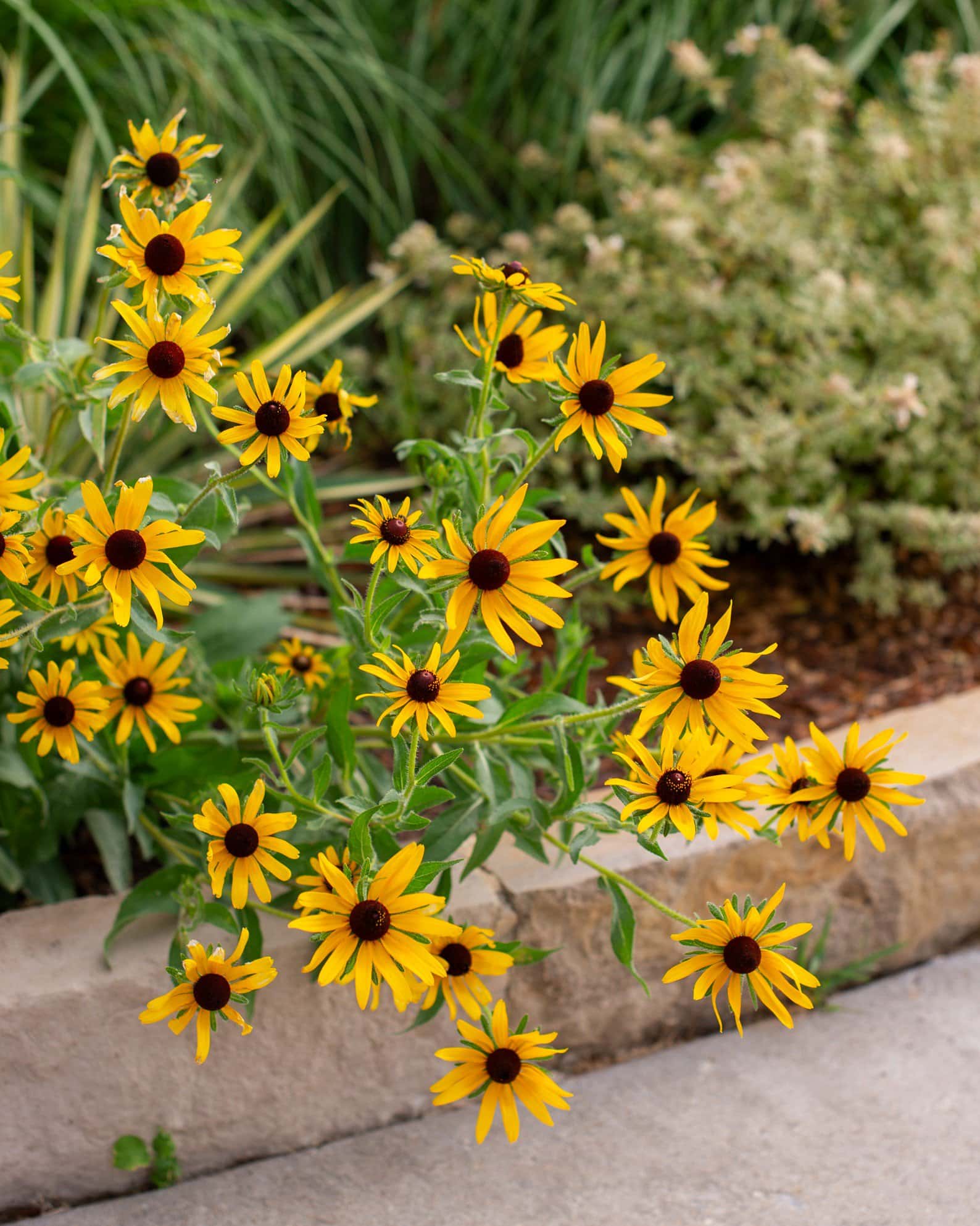 Black-eyed Susan Rudbeckia - Image 1